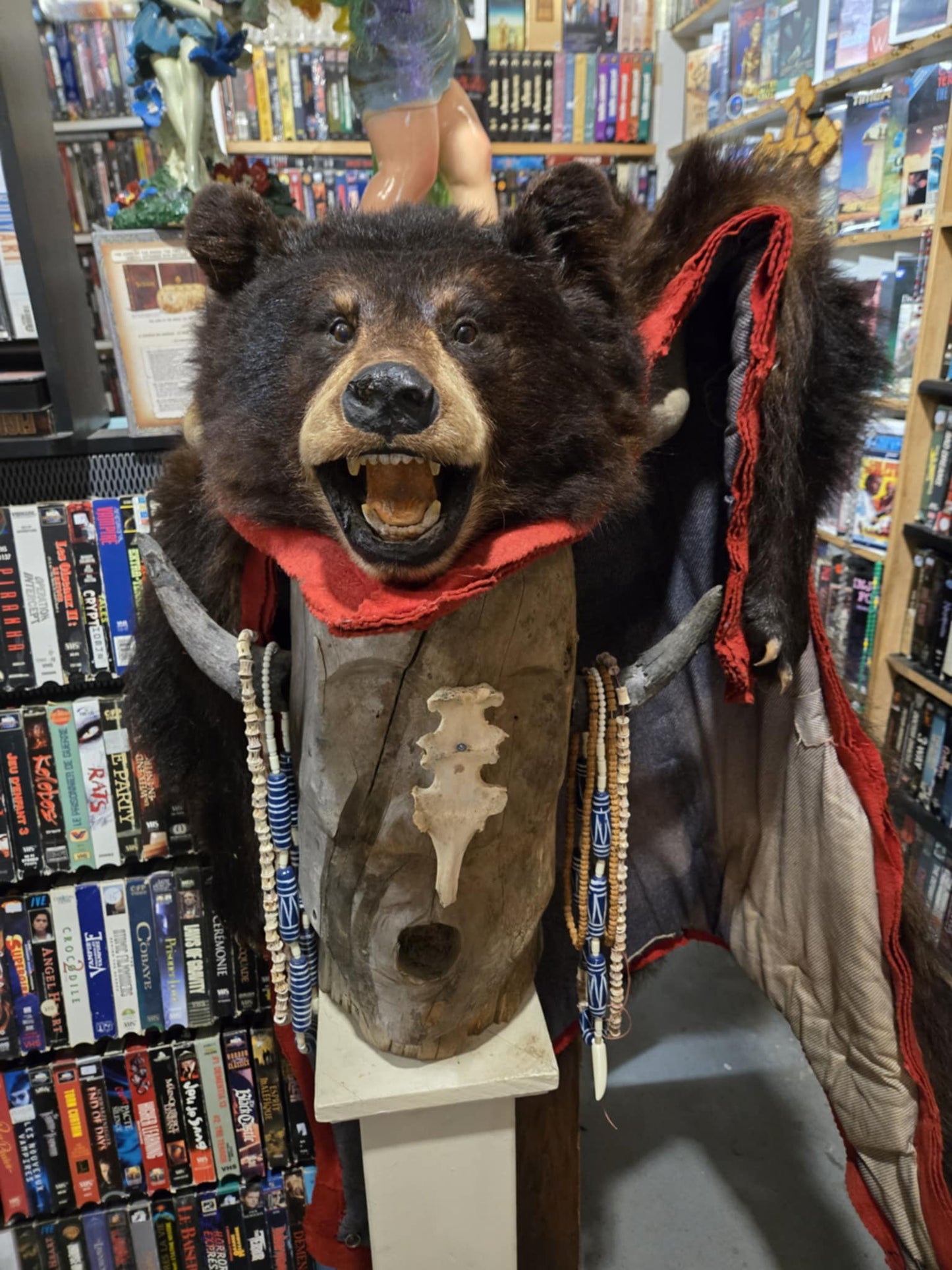 Taxidermie peau d'ours complète