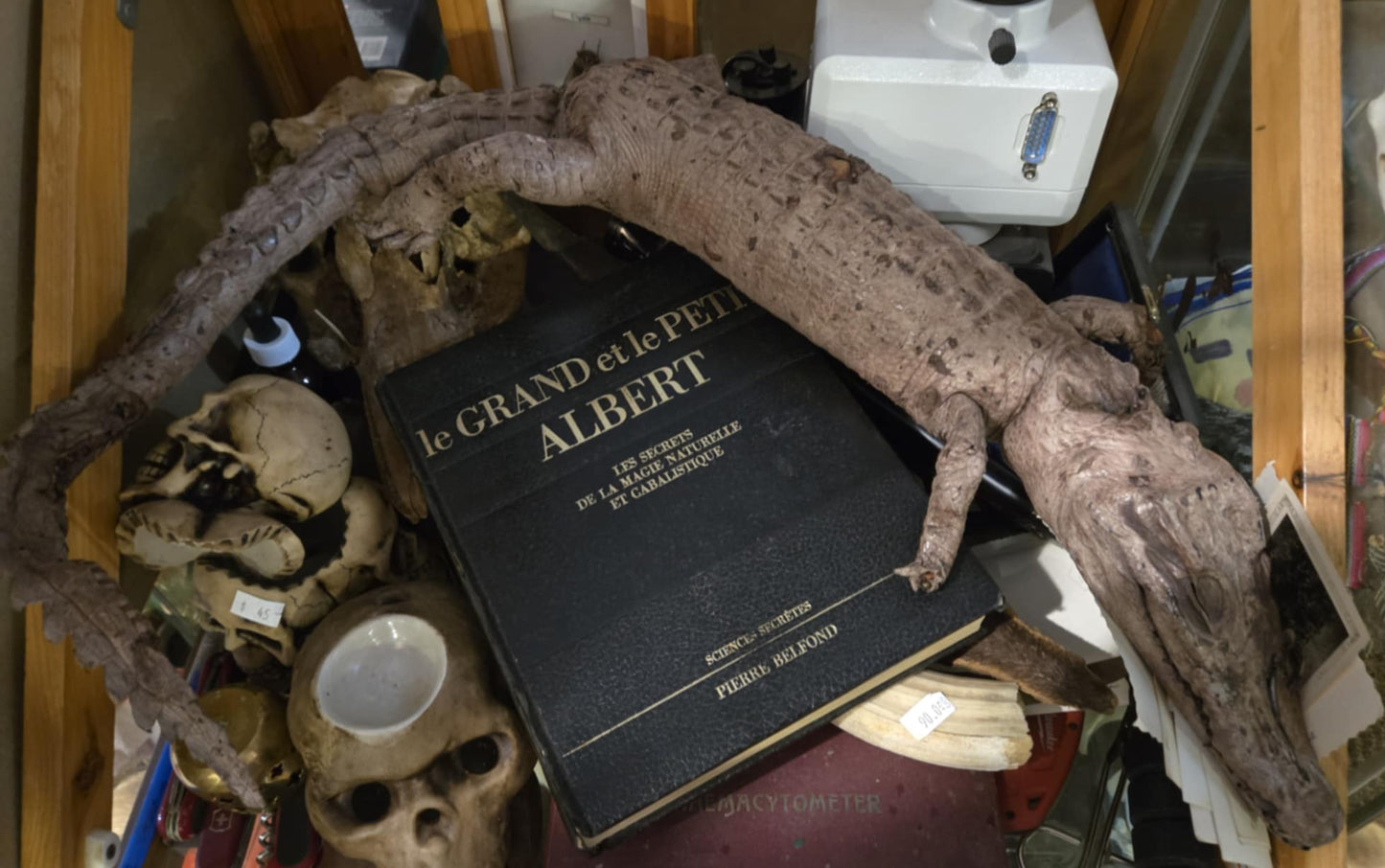 Taxidermie vintage petit crocodile