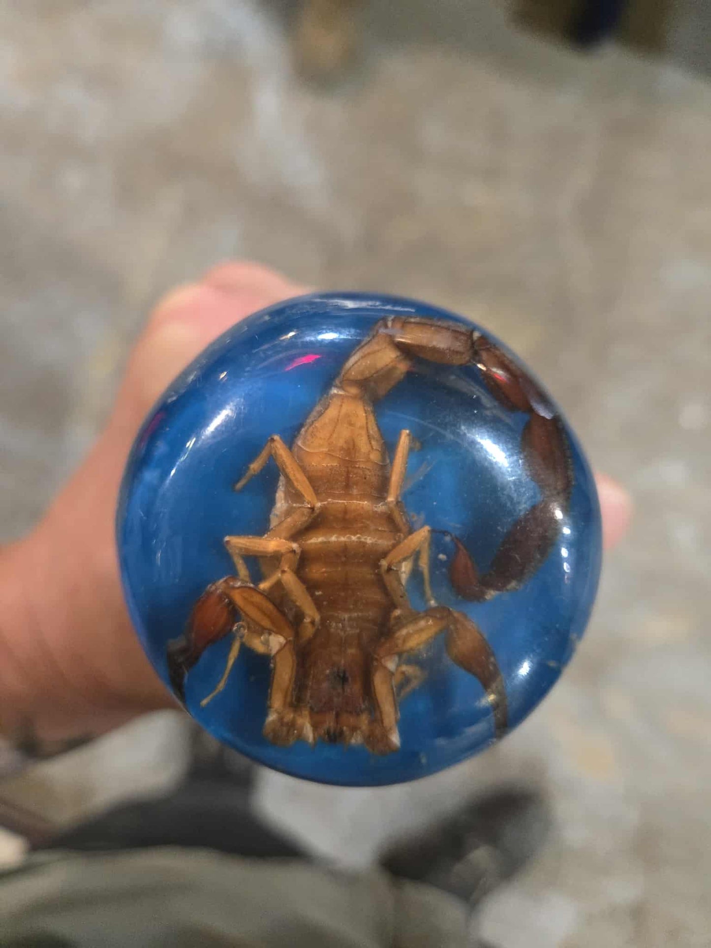 Canne en os avec un scorpion au pommeau.