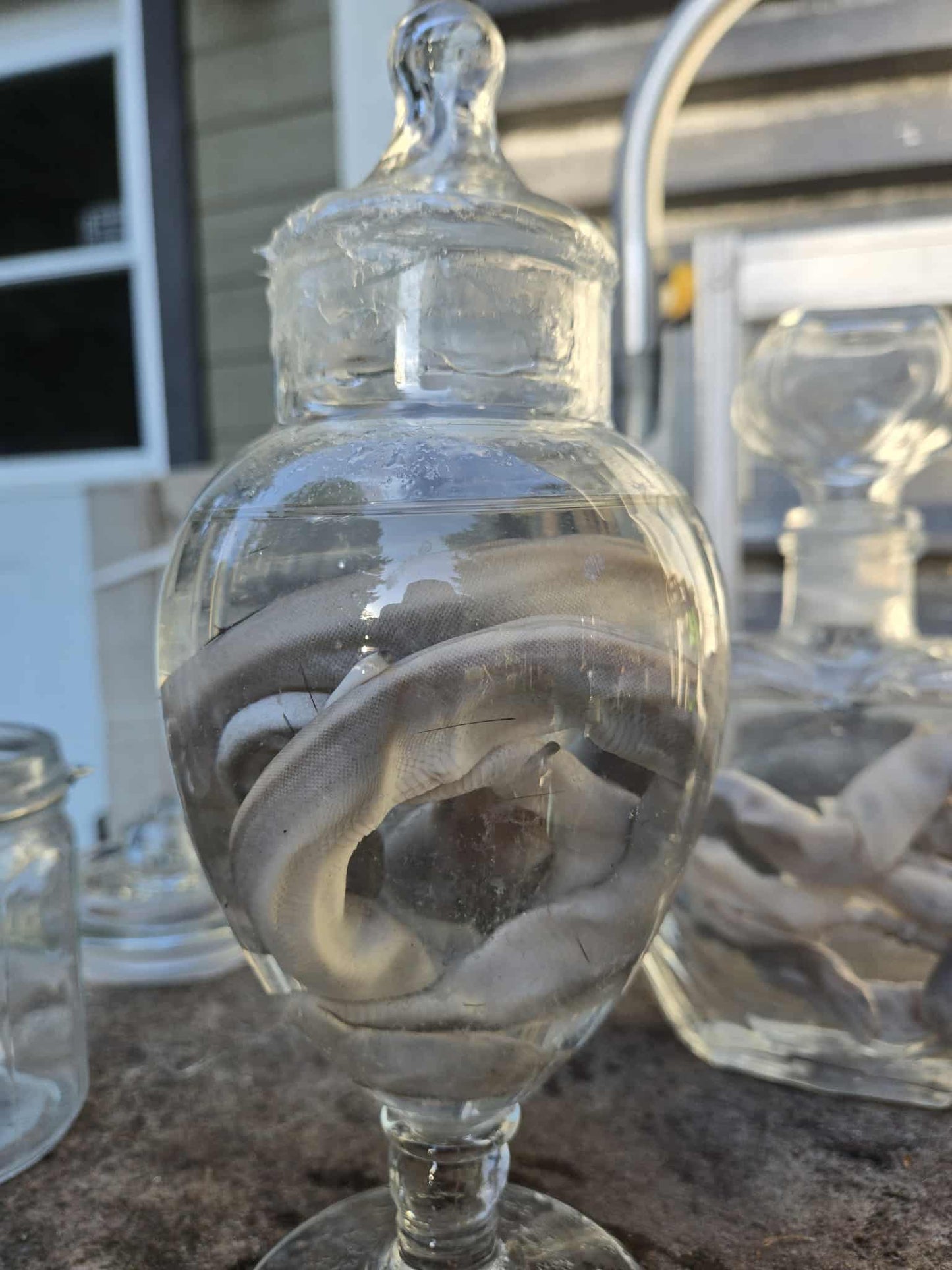 Wet specimen serpent dans le formol