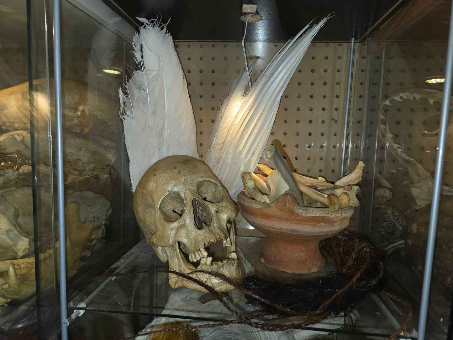 Crâne homo sapiens sapiens numéroté.