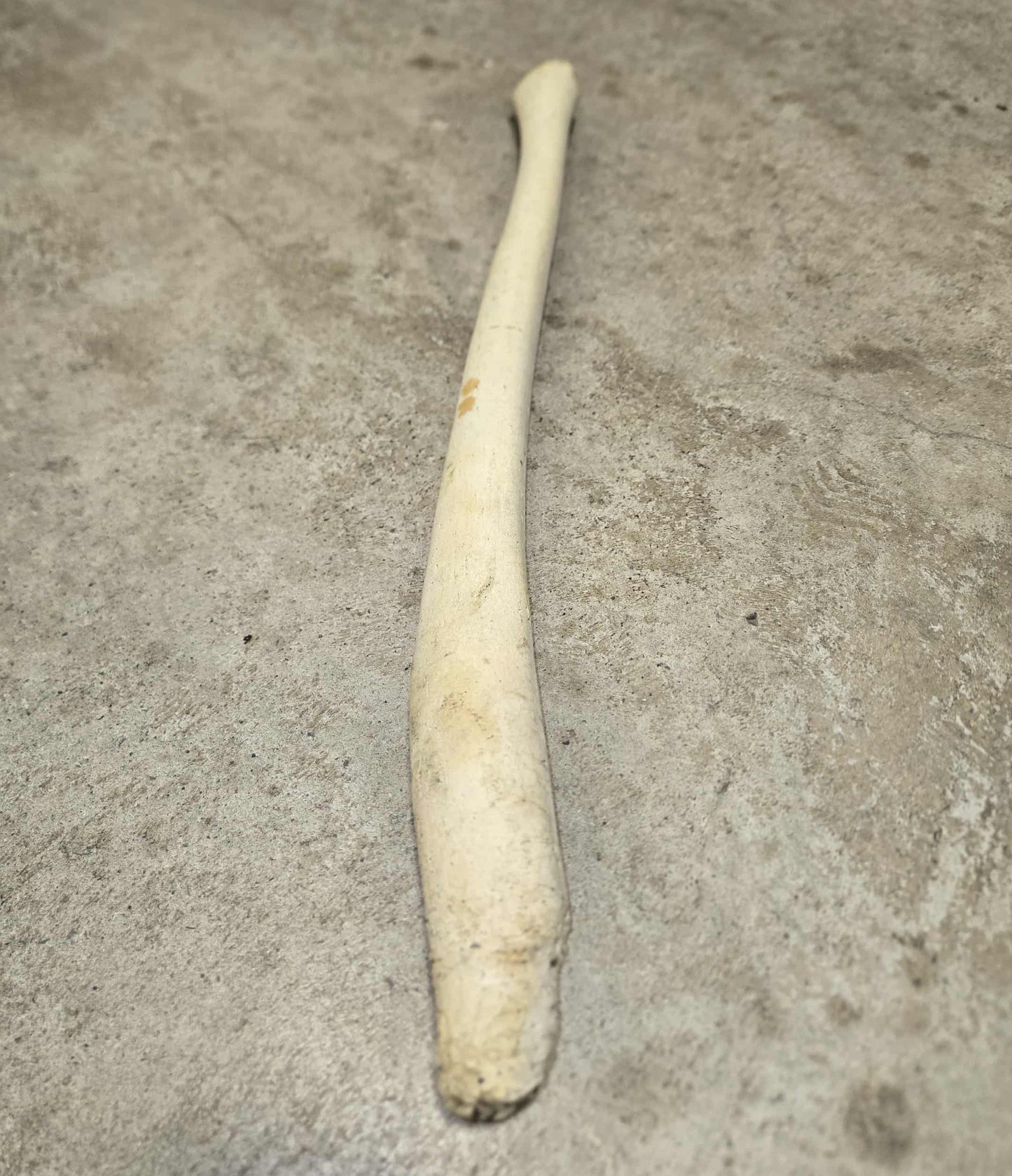 Os de pénis de morse.