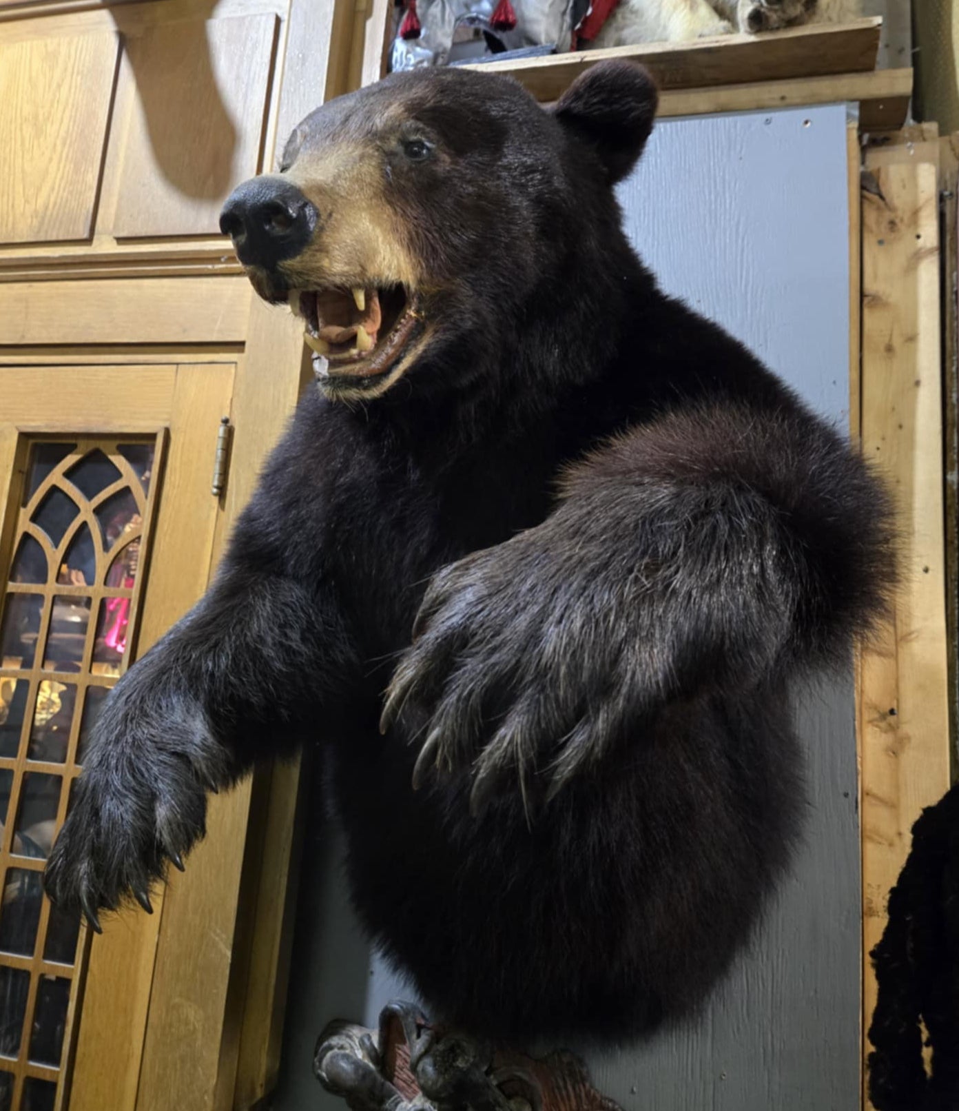 Taxidermie demi-ours