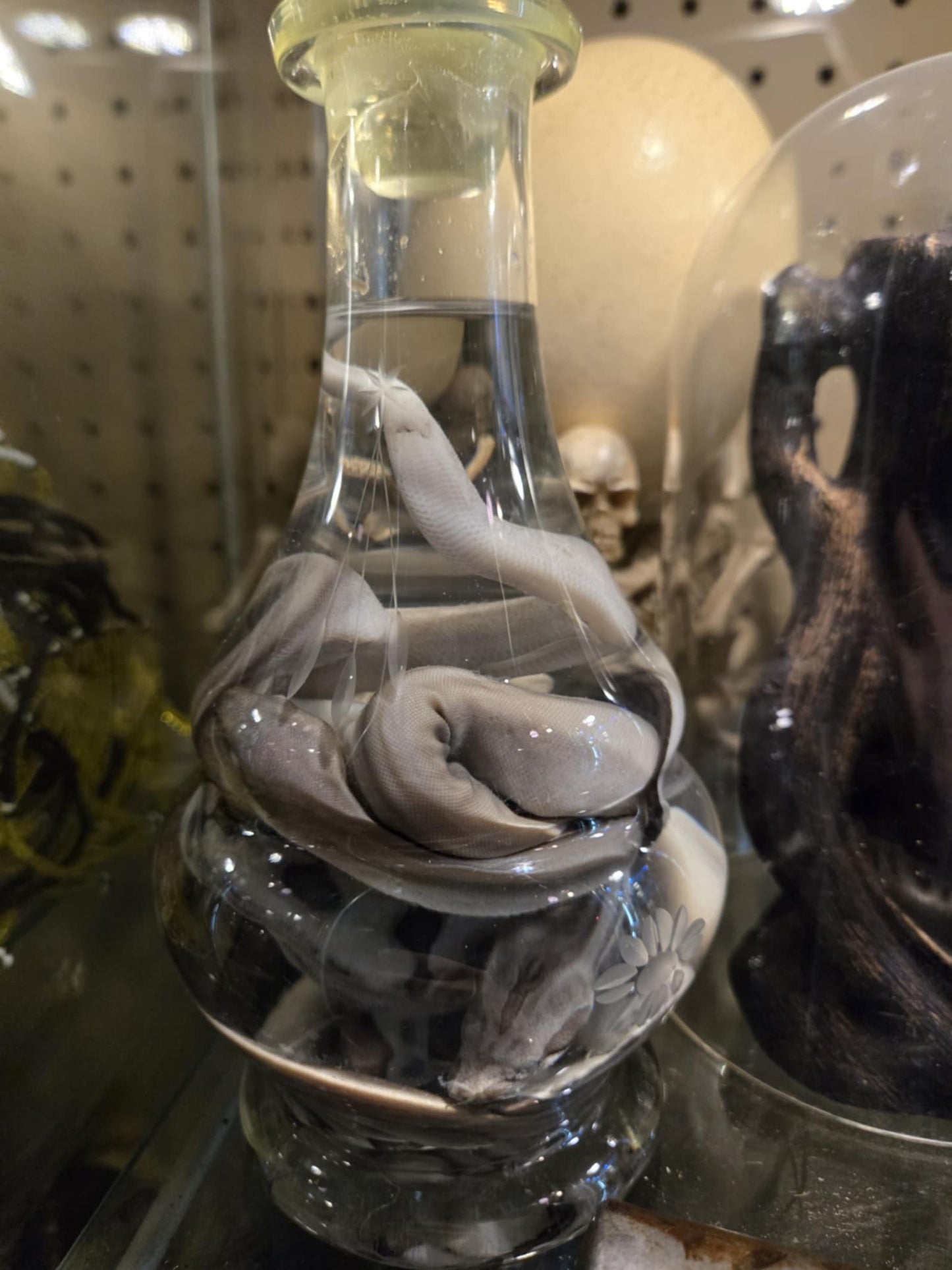 Wet specimen serpent dans un vase