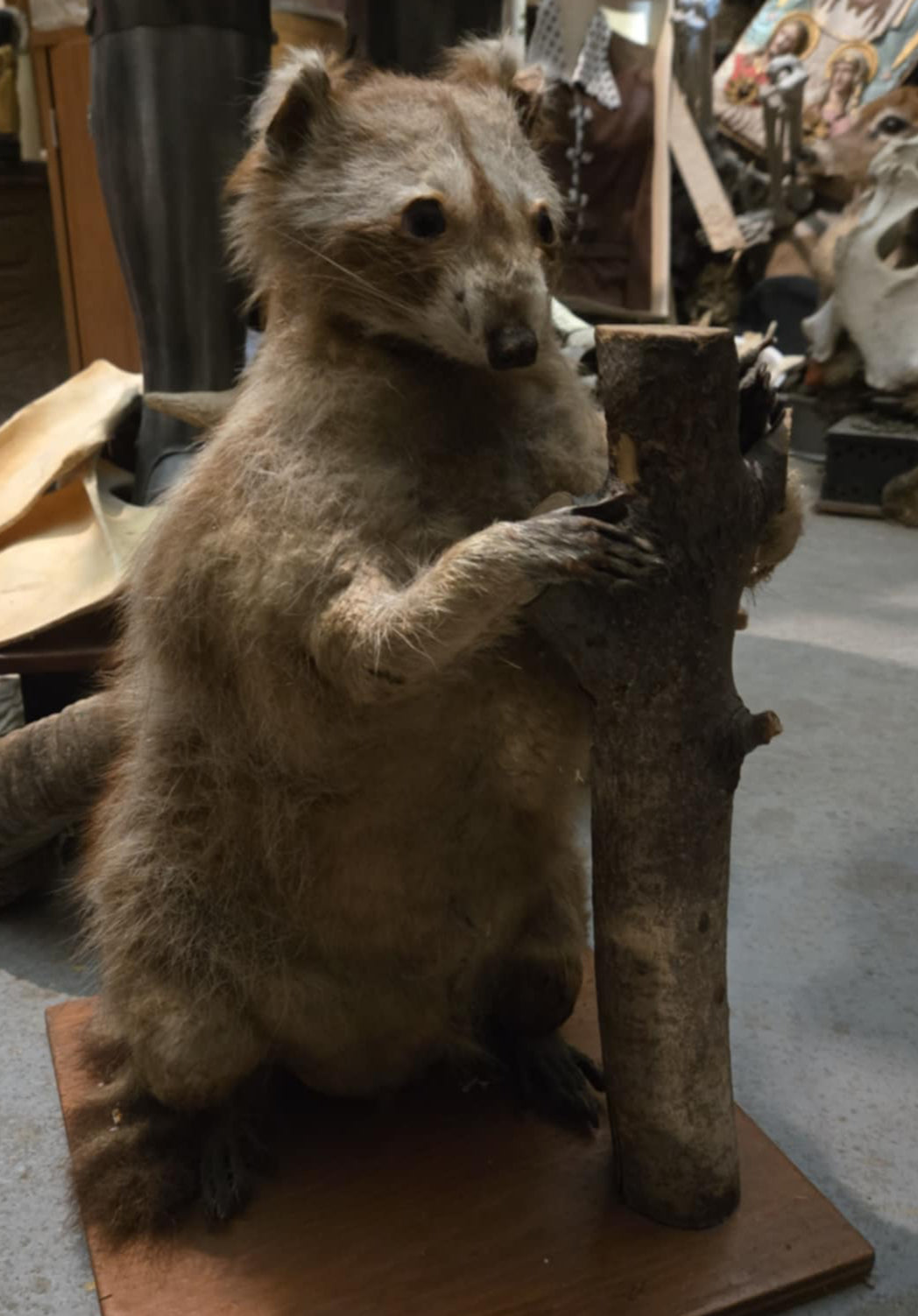Vieille taxidermie raton-laveur