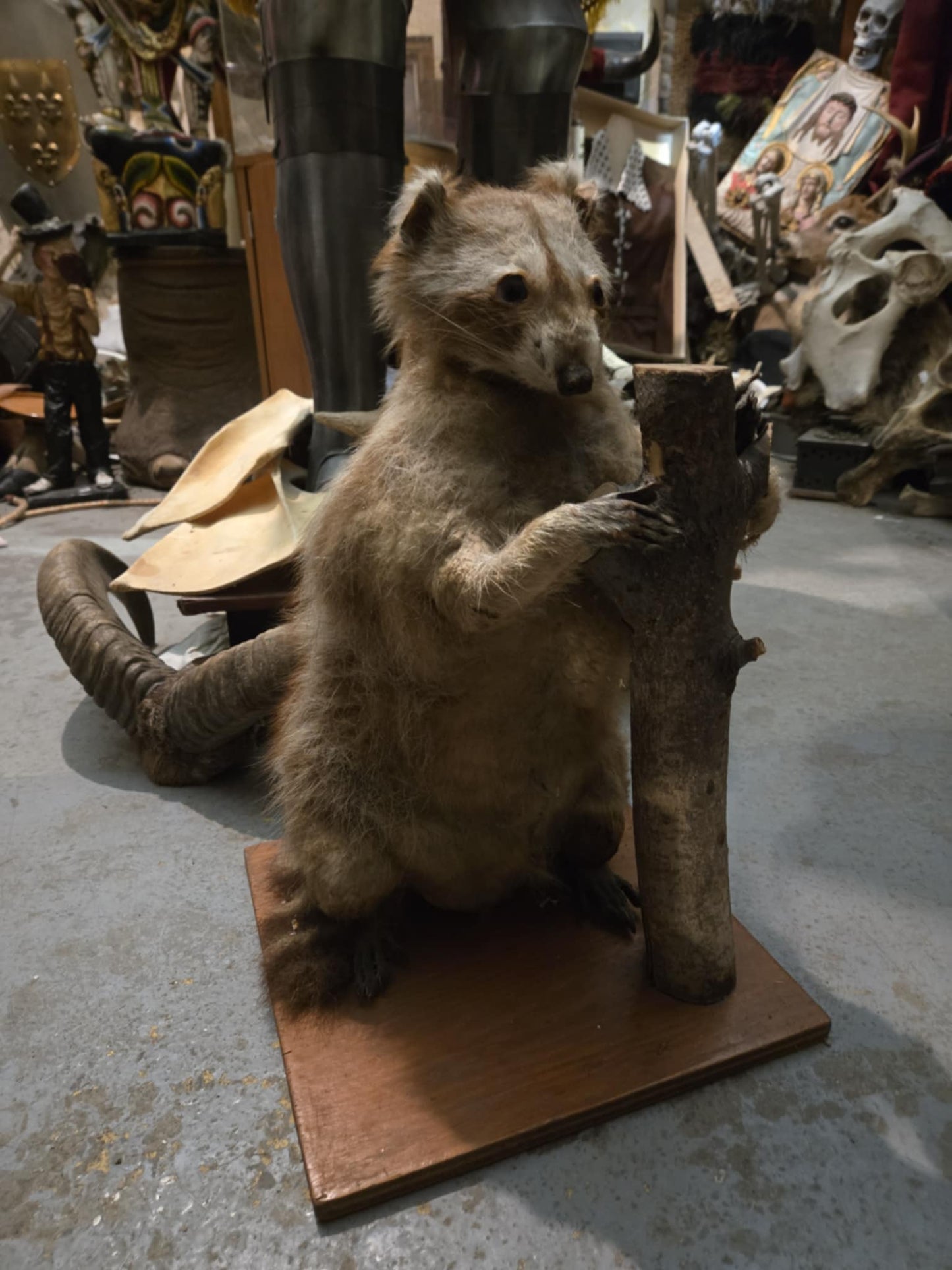 Vieille taxidermie raton-laveur
