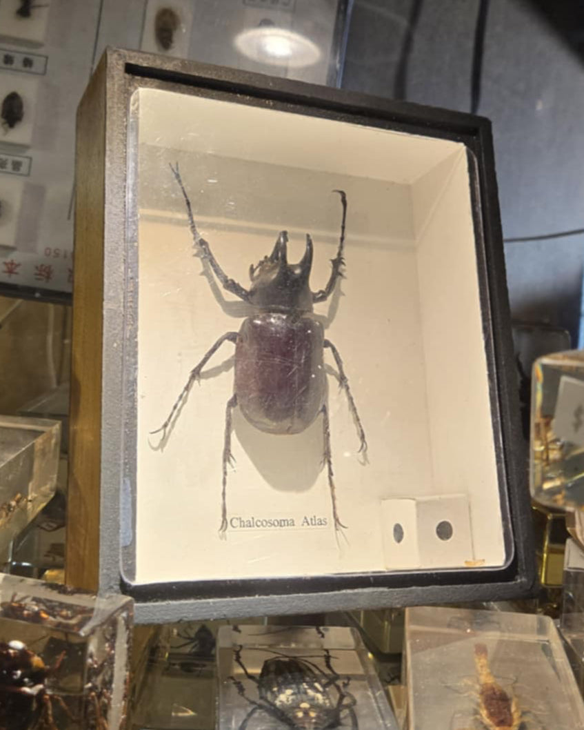 Taxidermie scarabées-rhinocéros
