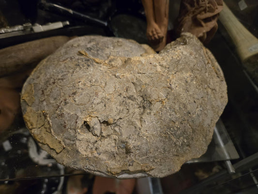 Fossile Ammonite de plusieurs millions d'années.