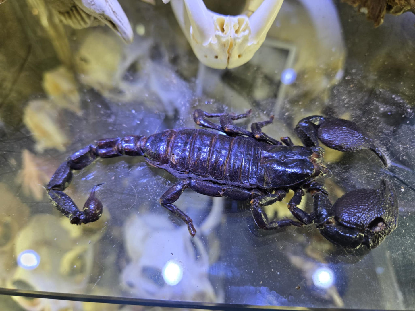 Scorpion déshydraté