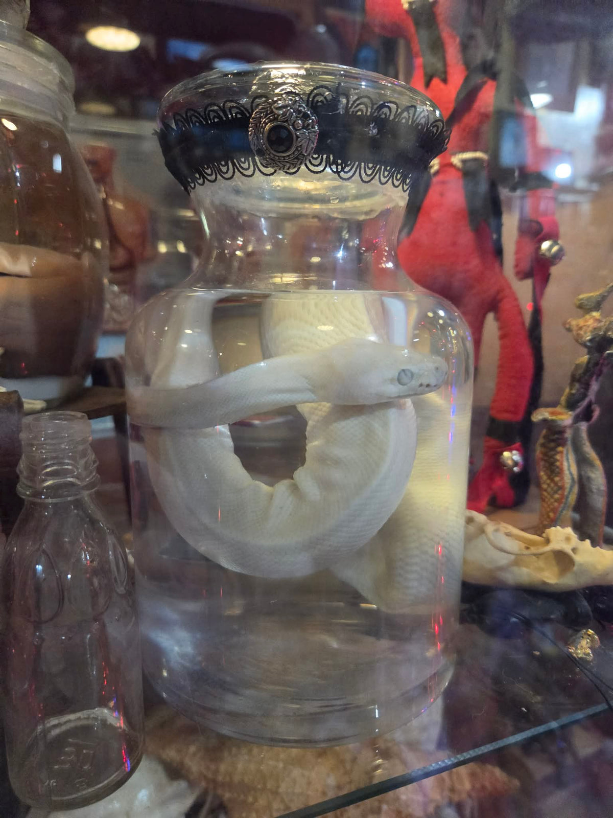 Serpent dans le formol - wet specimen