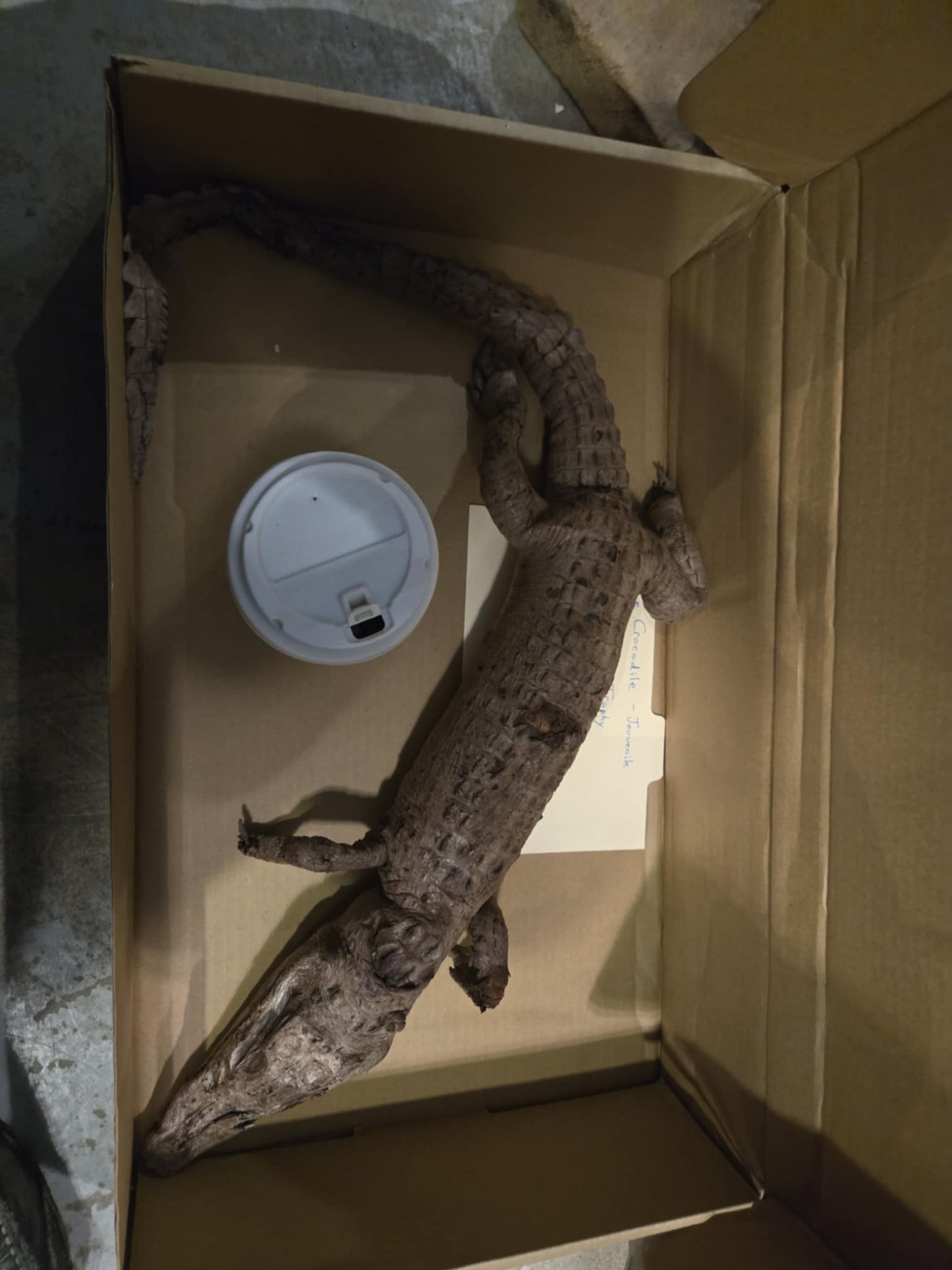 Taxidermie vintage petit crocodile