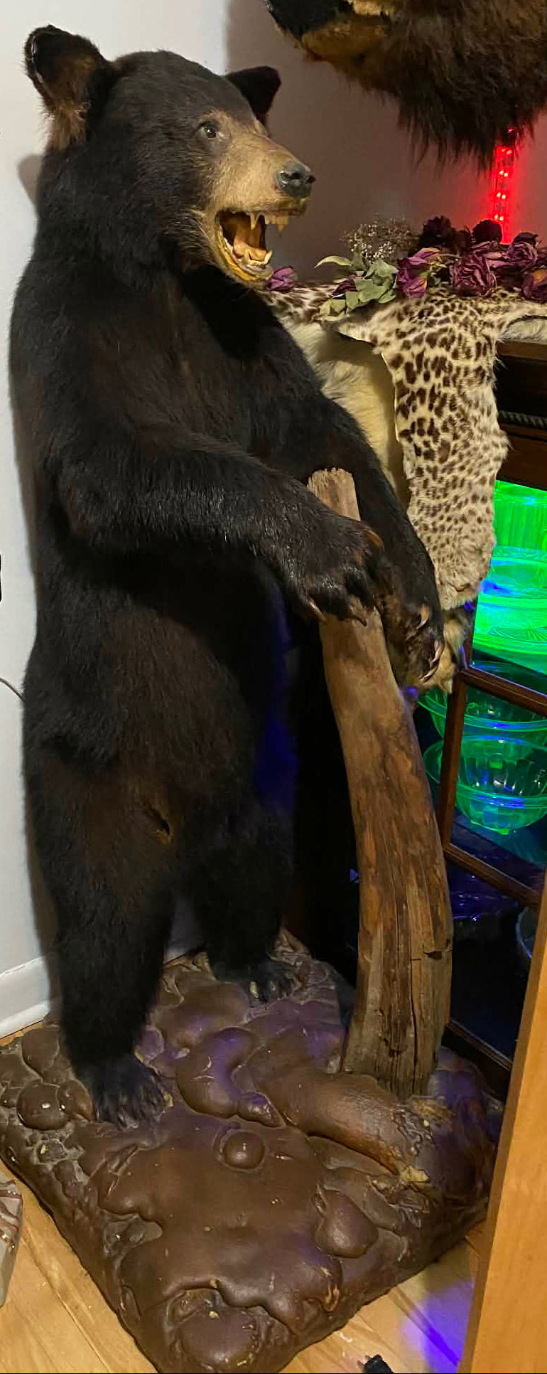 Taxidermie vintage ours noir complet.