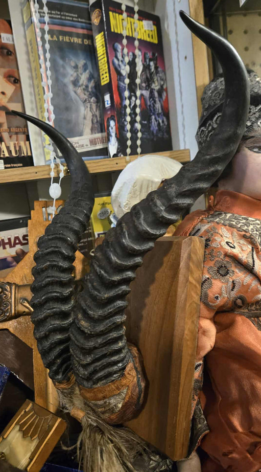 Cornes d'antilope antique