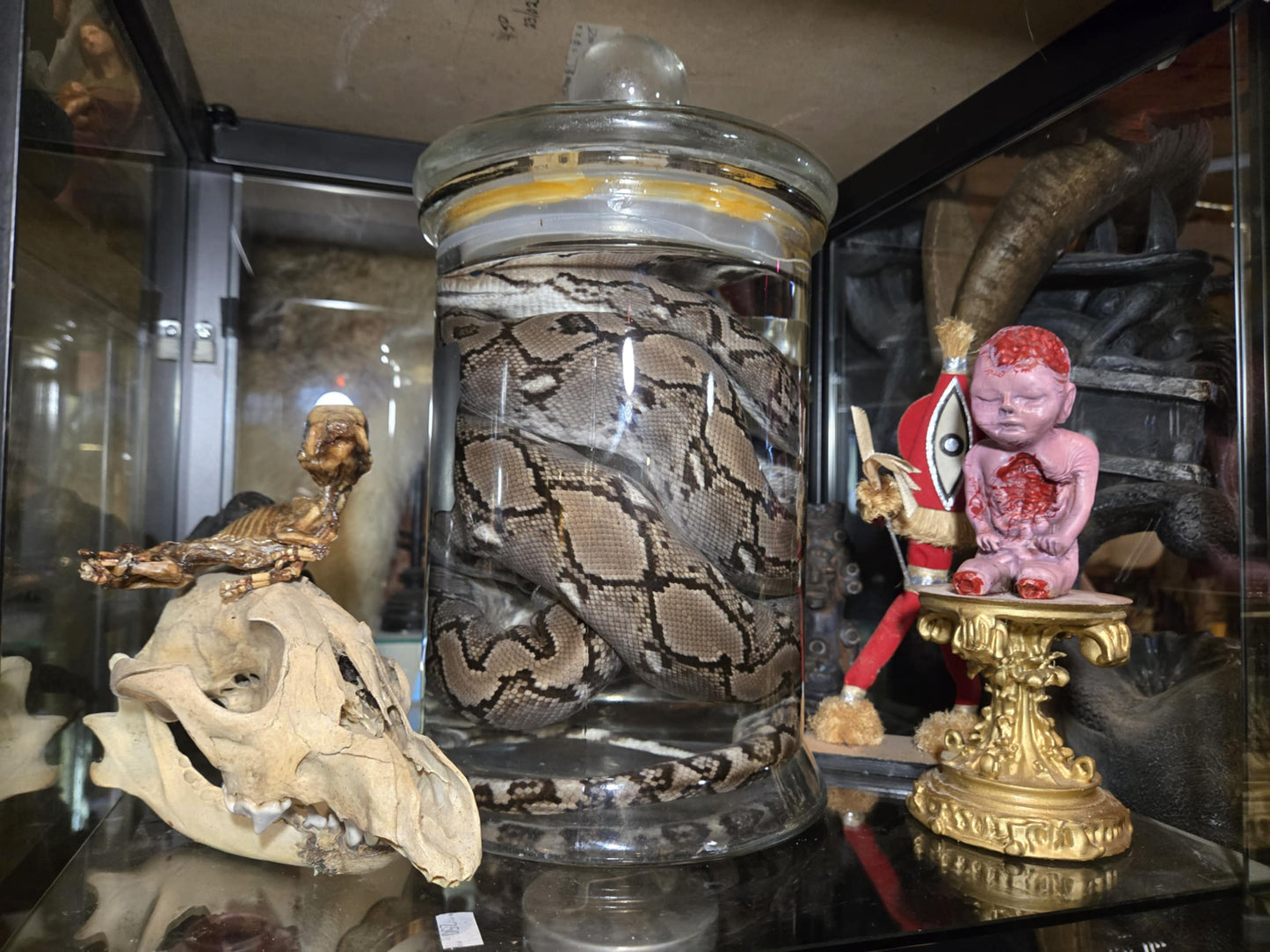 Wet specimen serpent dans le formol