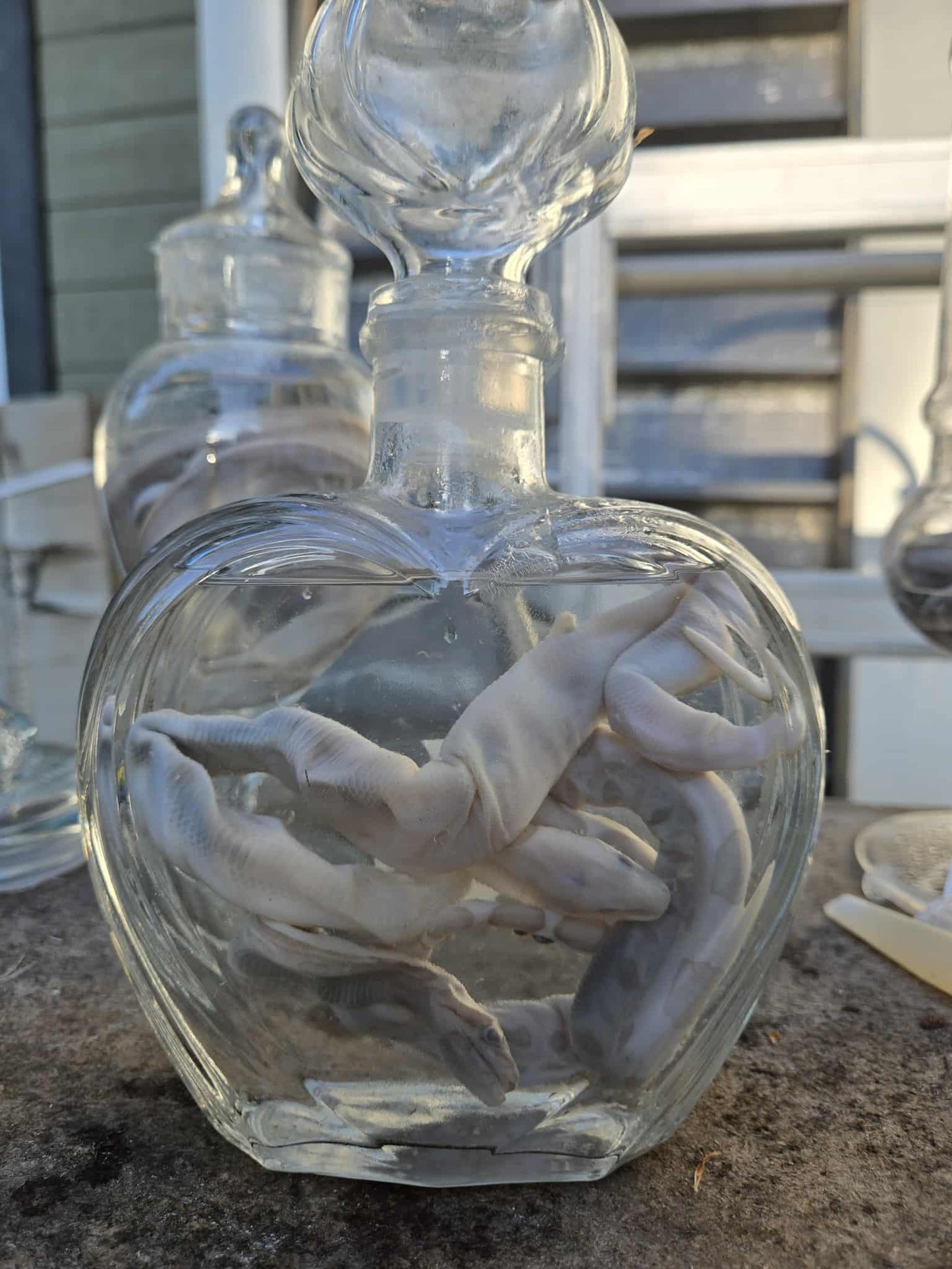 Wet specimen serpents dans le formol