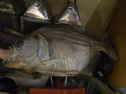 Grand piranha déséché sur socle