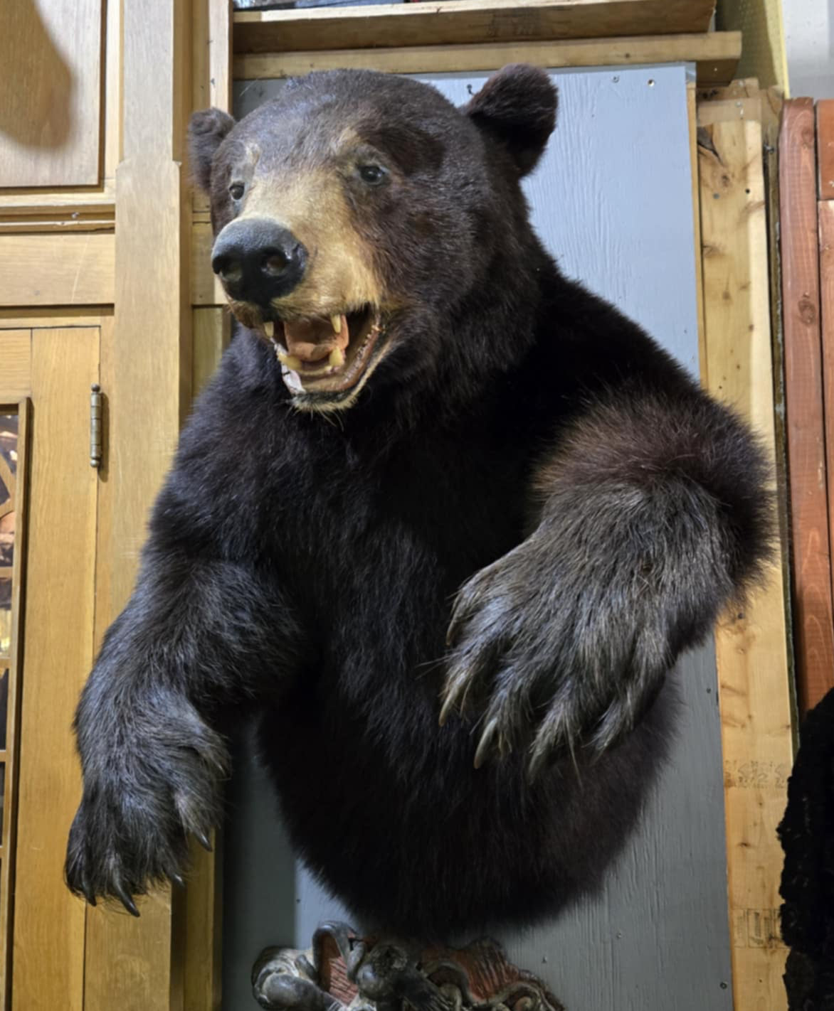 Taxidermie demi-ours