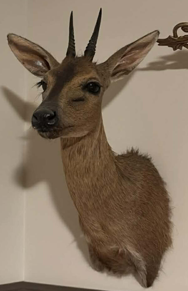 Taxidermie vintage tête de Céphalophe de Grimm