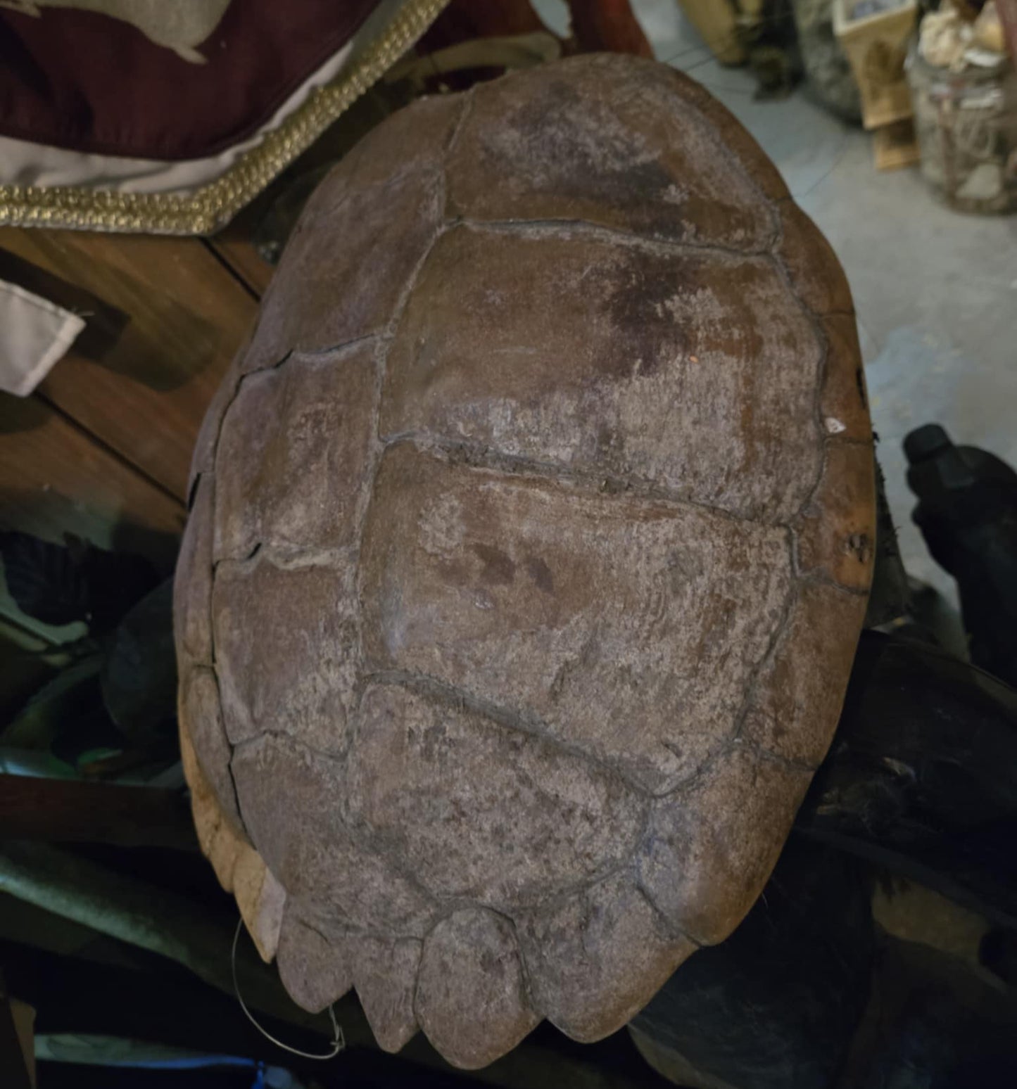 Grande carapace de tortue