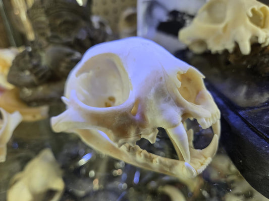 Crâne d'ours complet