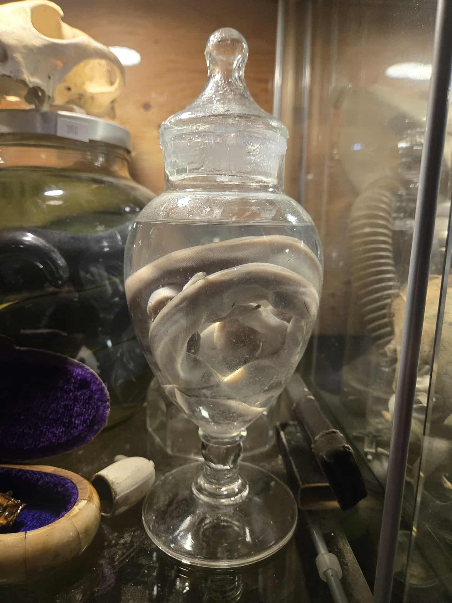 Wet specimen serpent dans le formol