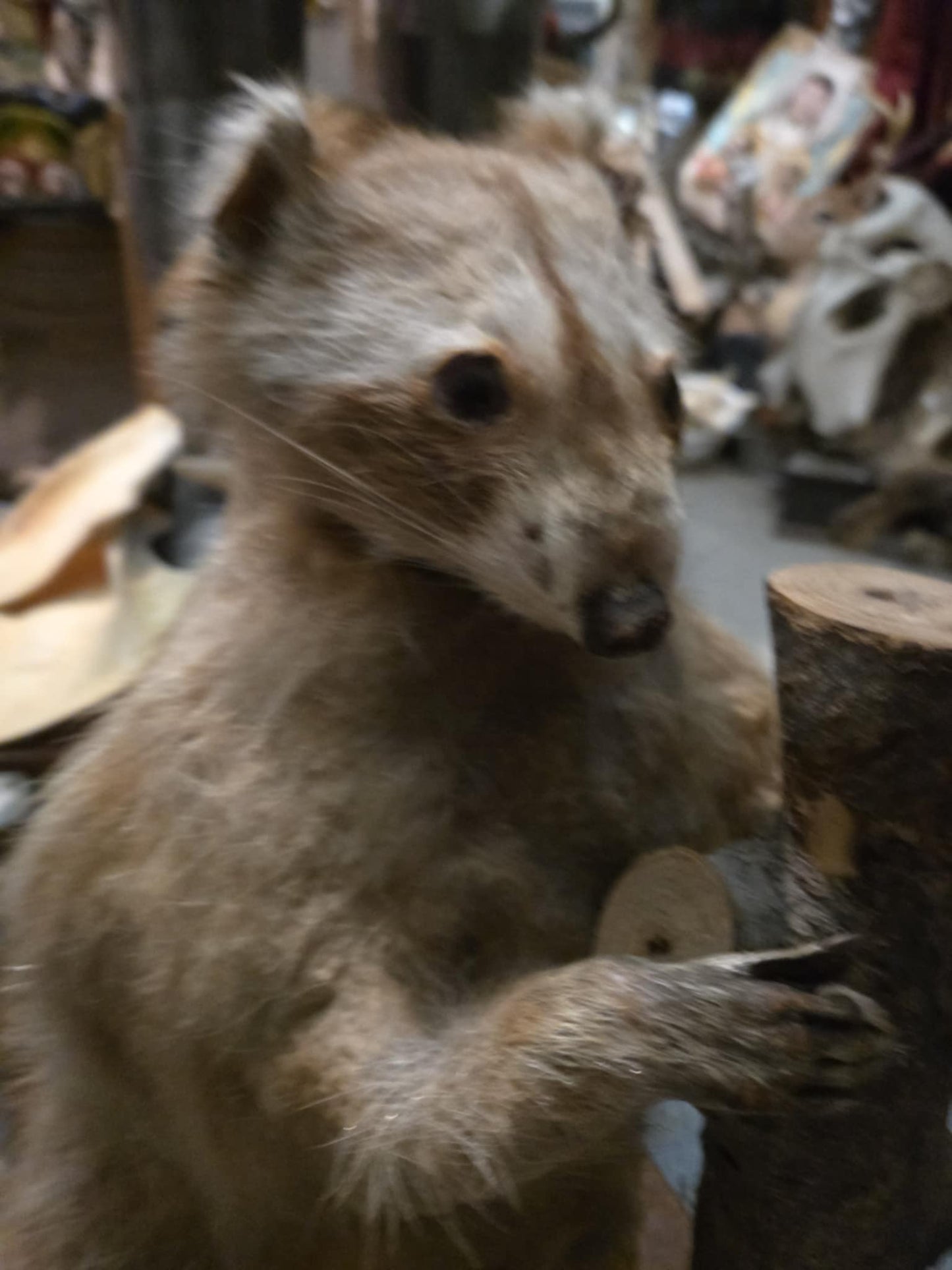 Vieille taxidermie raton-laveur