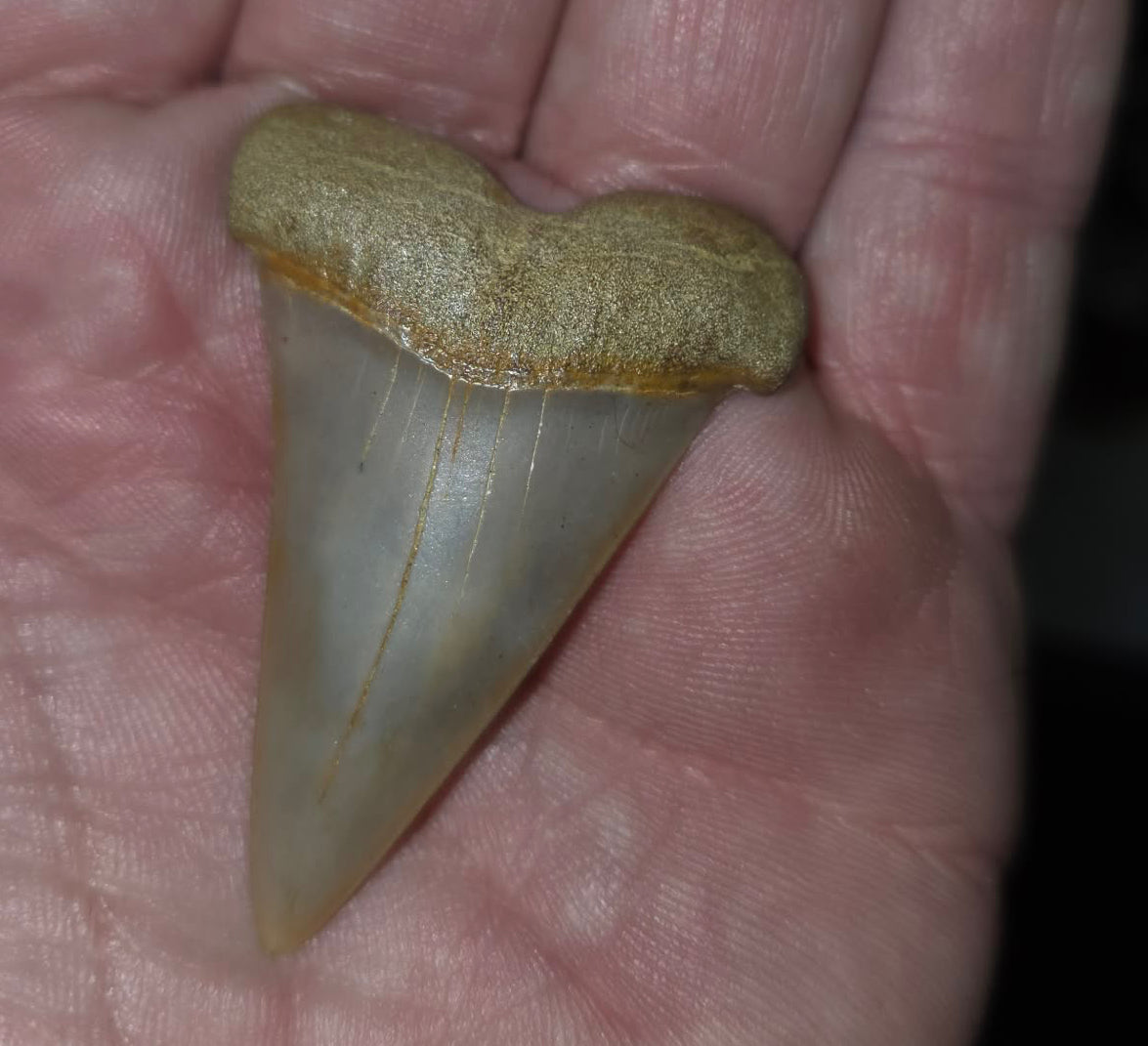 Dent de requin fossilisée