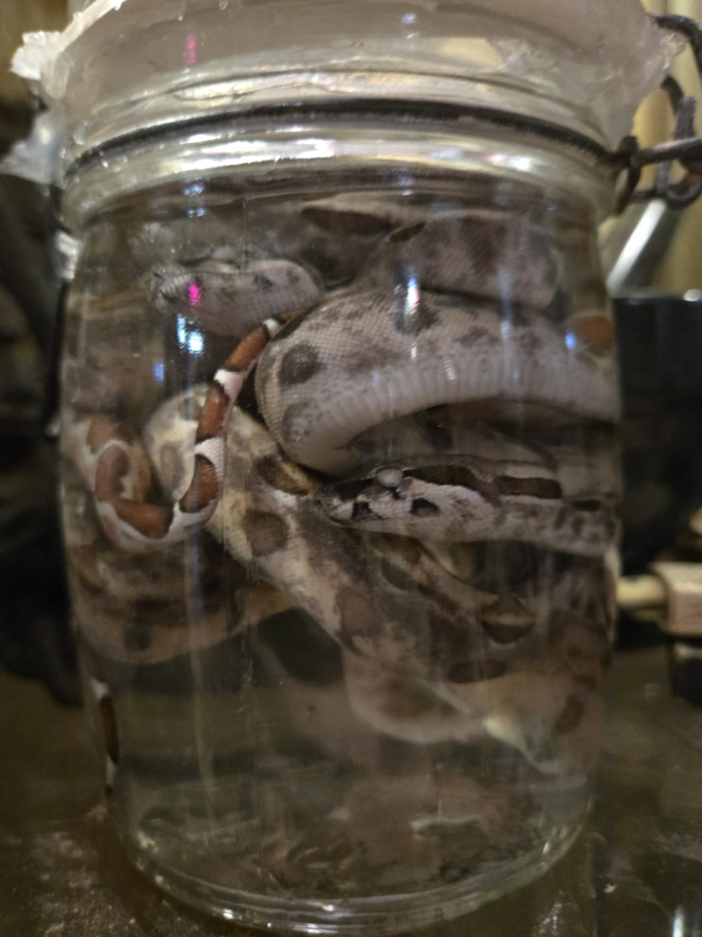 Plusieurs petits serpents dans le formol - wet specimen