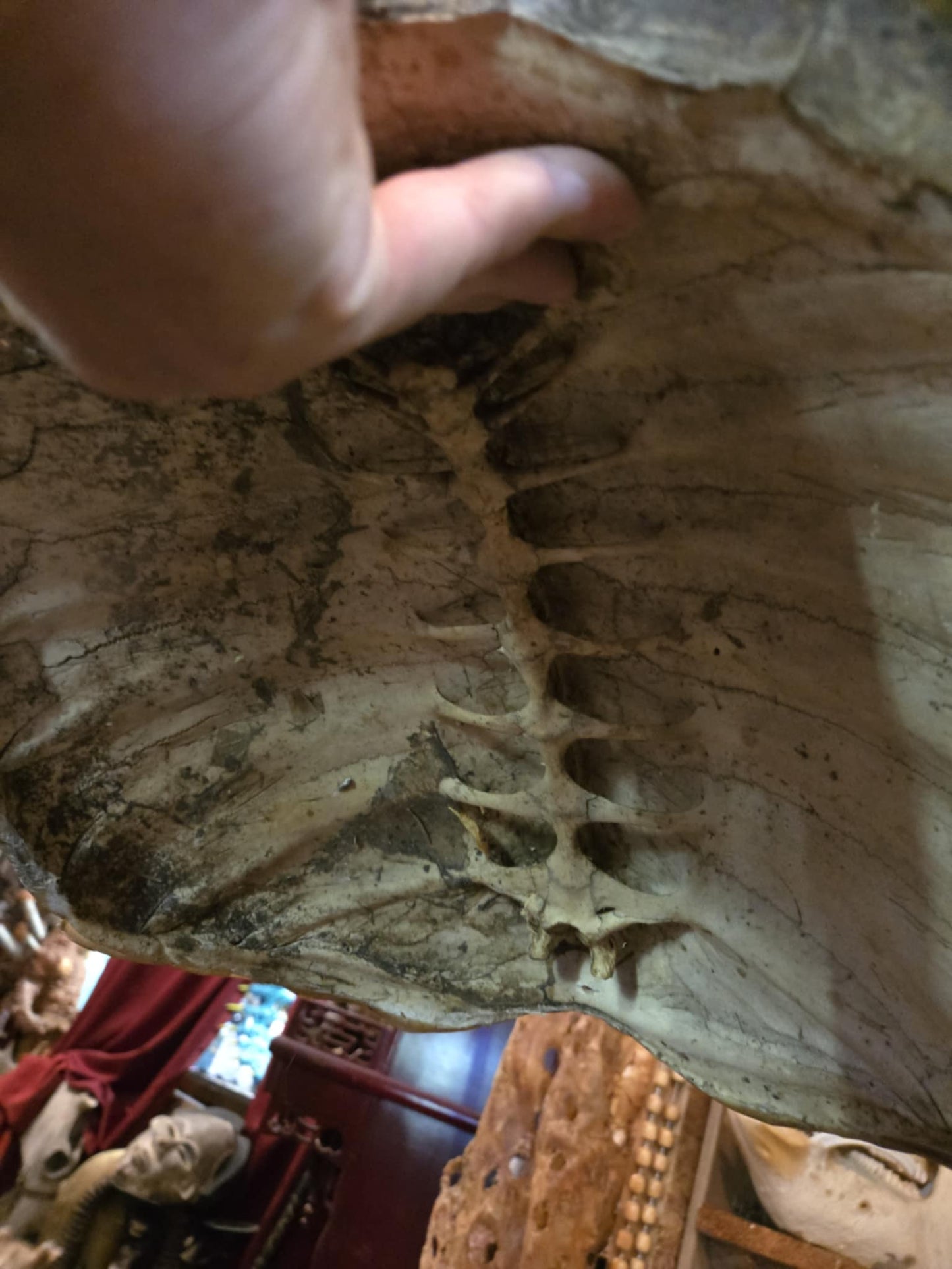 Grande carapace de tortue