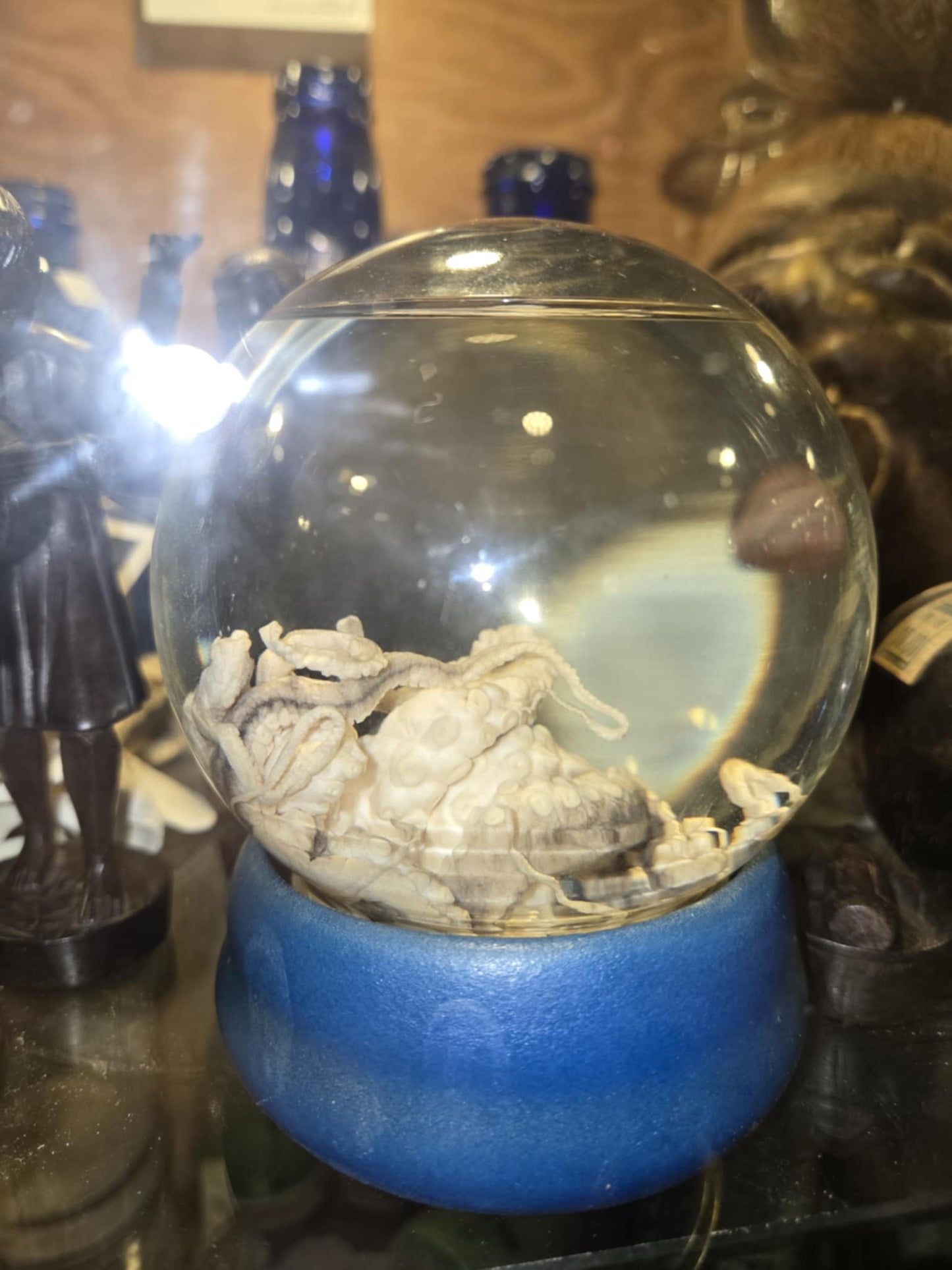Poulpe naturalisée dans un globe de formol.