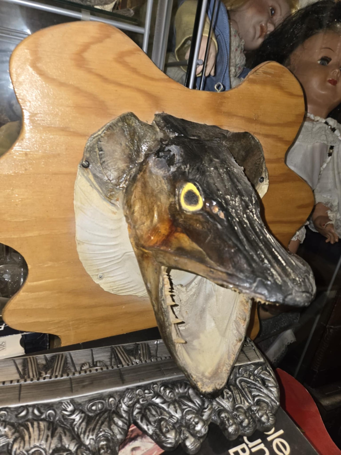 Taxidermie tête de brochet