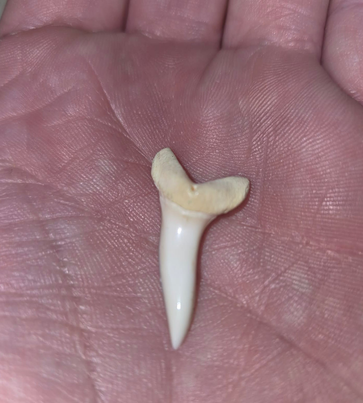 Petite dent de requin