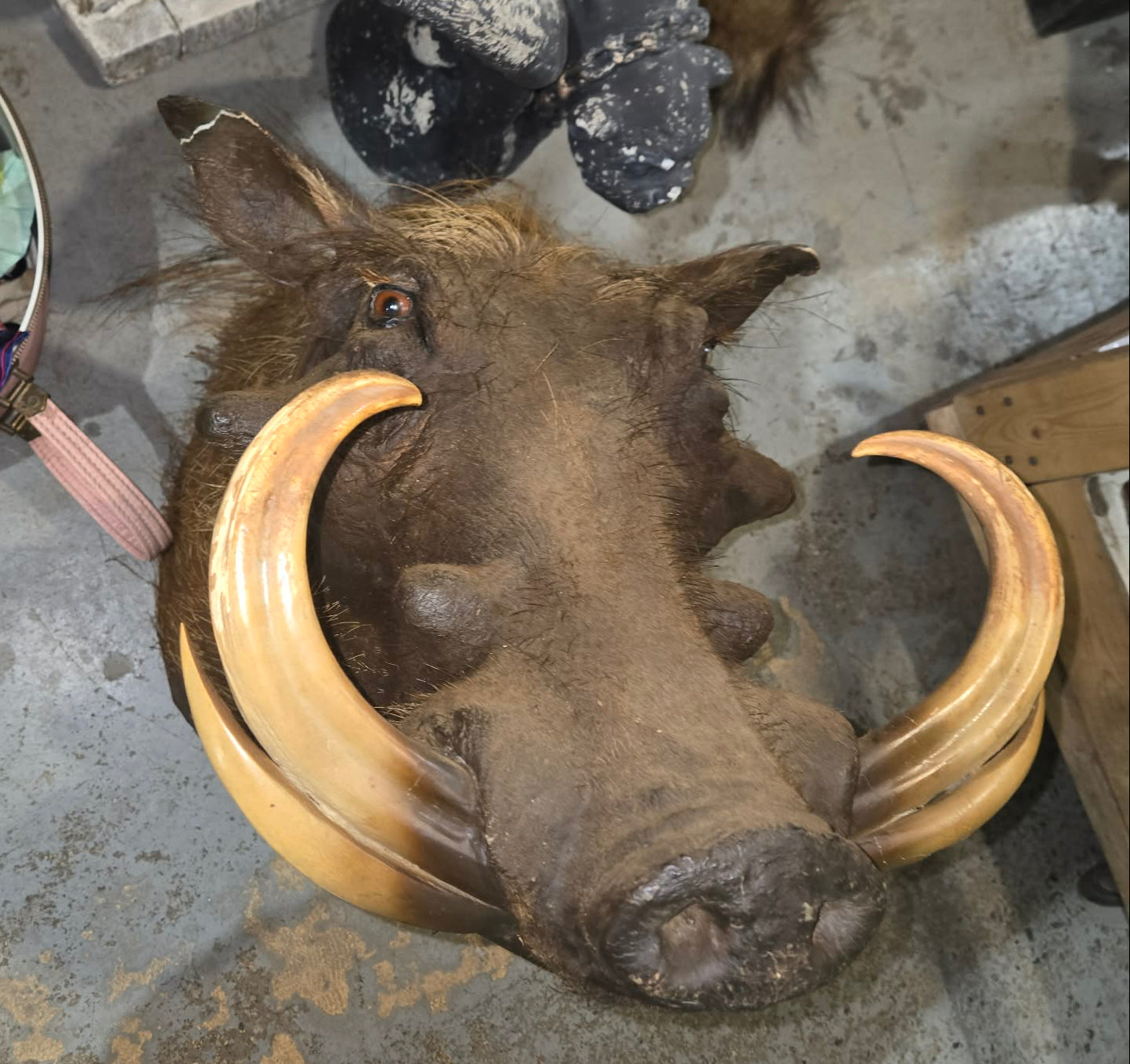 Taxidermie tête de phacochère vintage