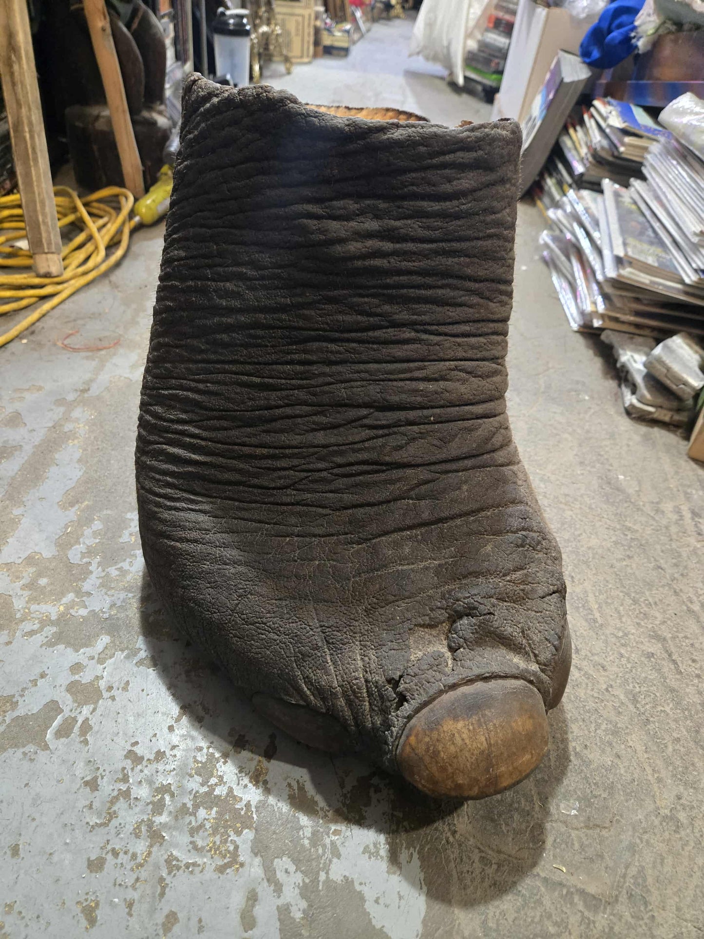 Patte d'éléphant antique naturalisée
