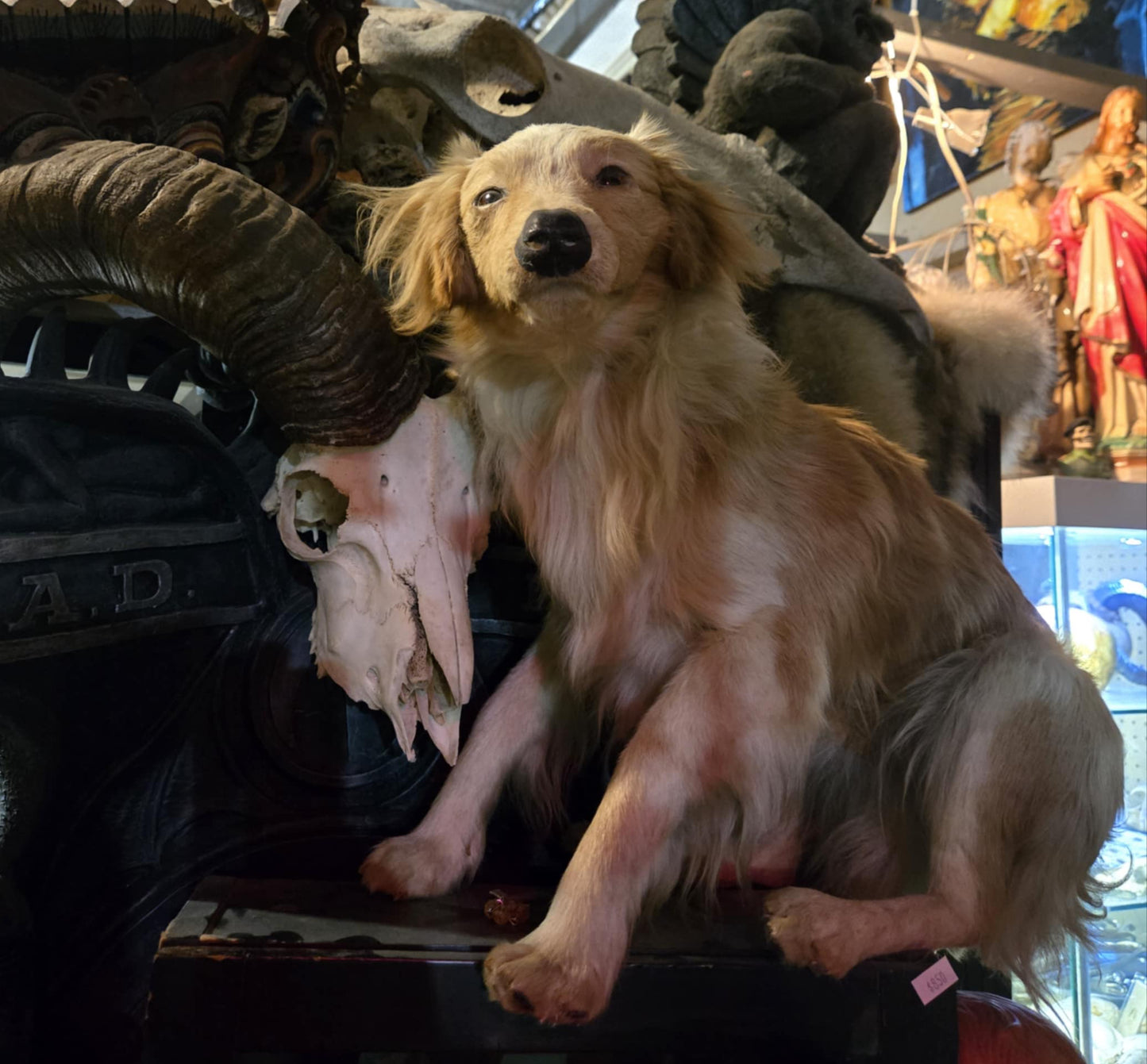 Taxidermie petit chien européen