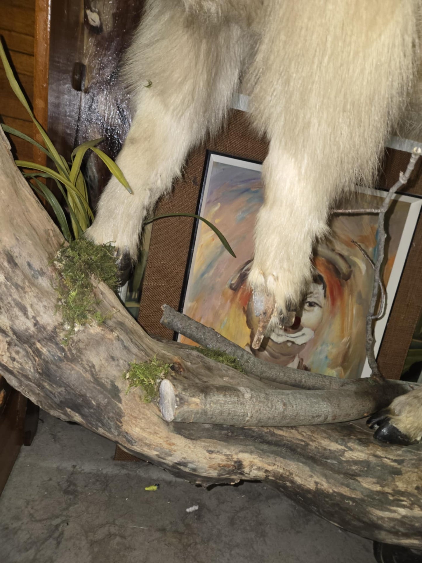 Taxidermie chèvre des montagnes.
