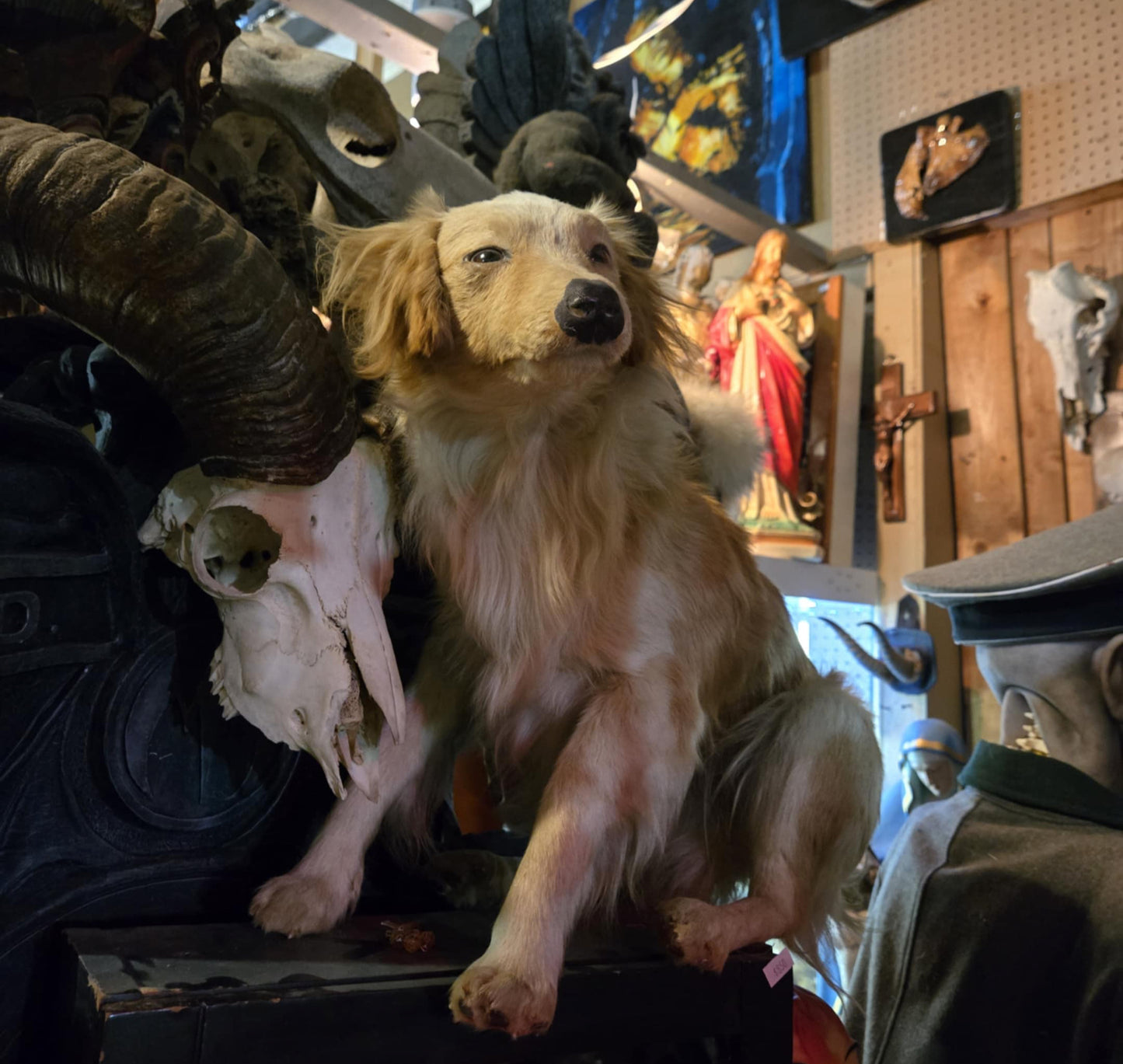 Taxidermie petit chien européen