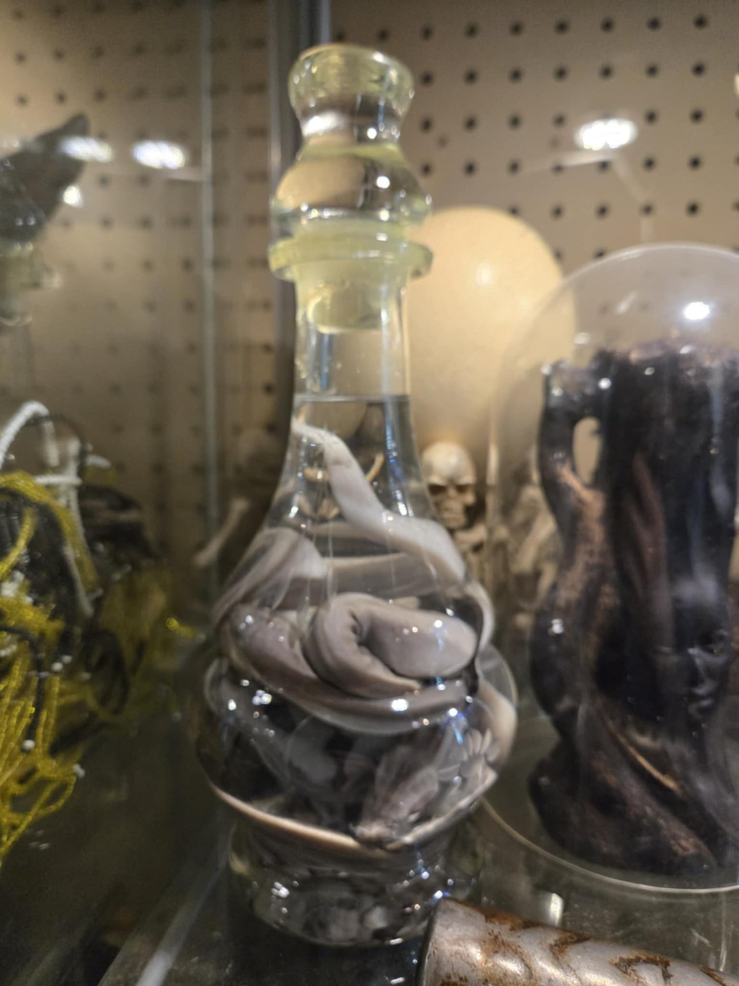 Wet specimen serpent dans un vase