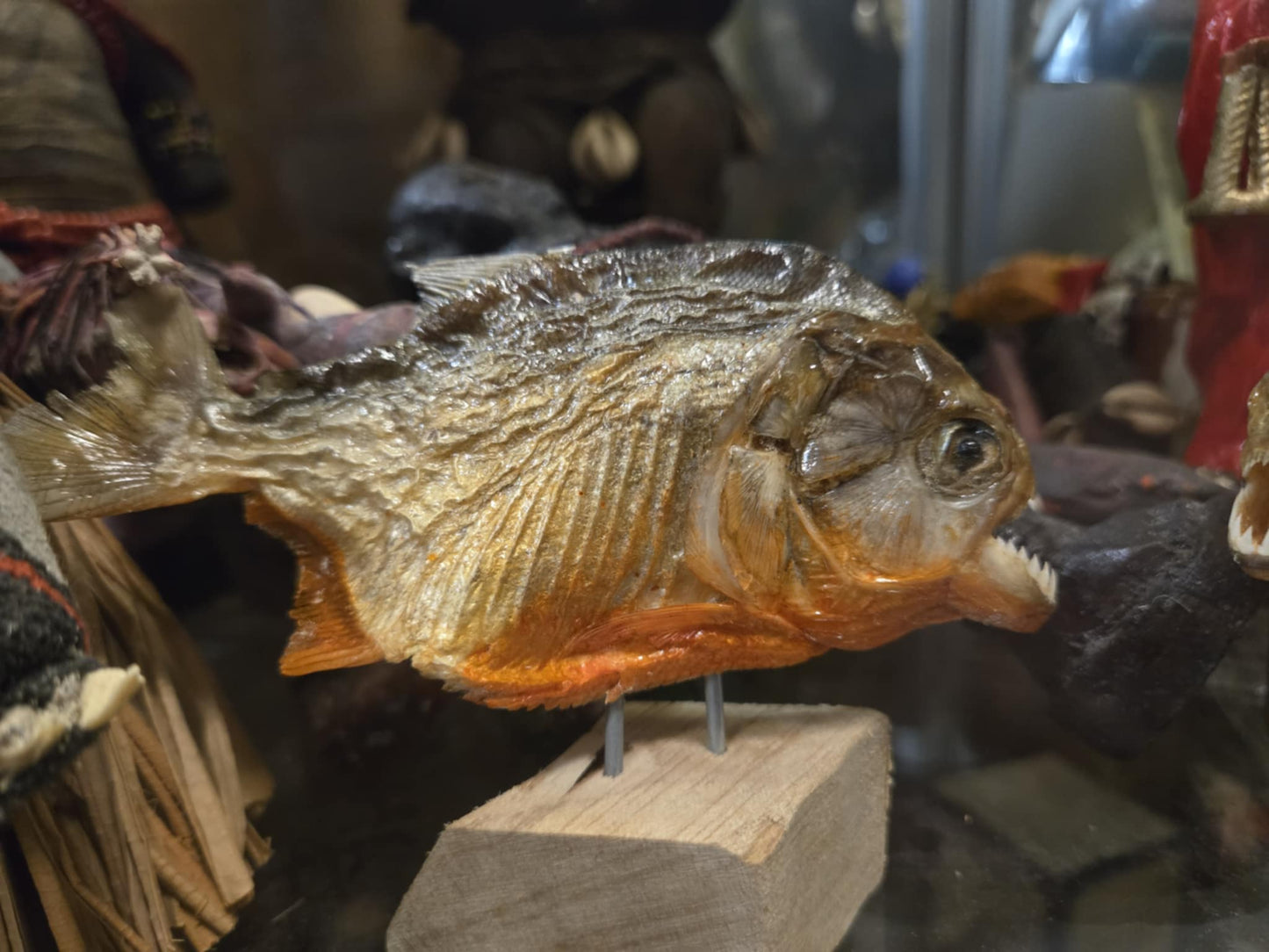 Moyens piranhas rouges déséchés
