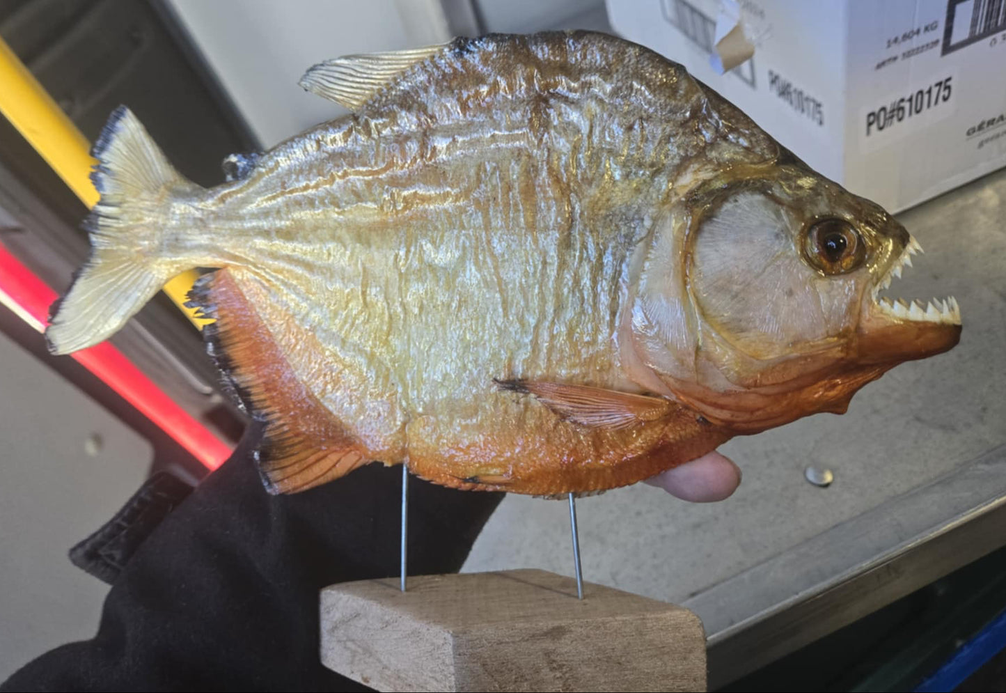 Taxidermie grand piranha