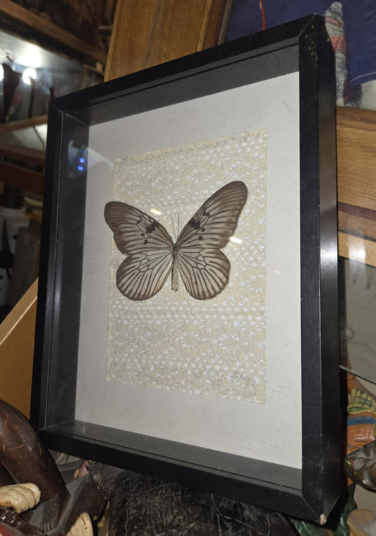 Grand papillon naturalisé encadré