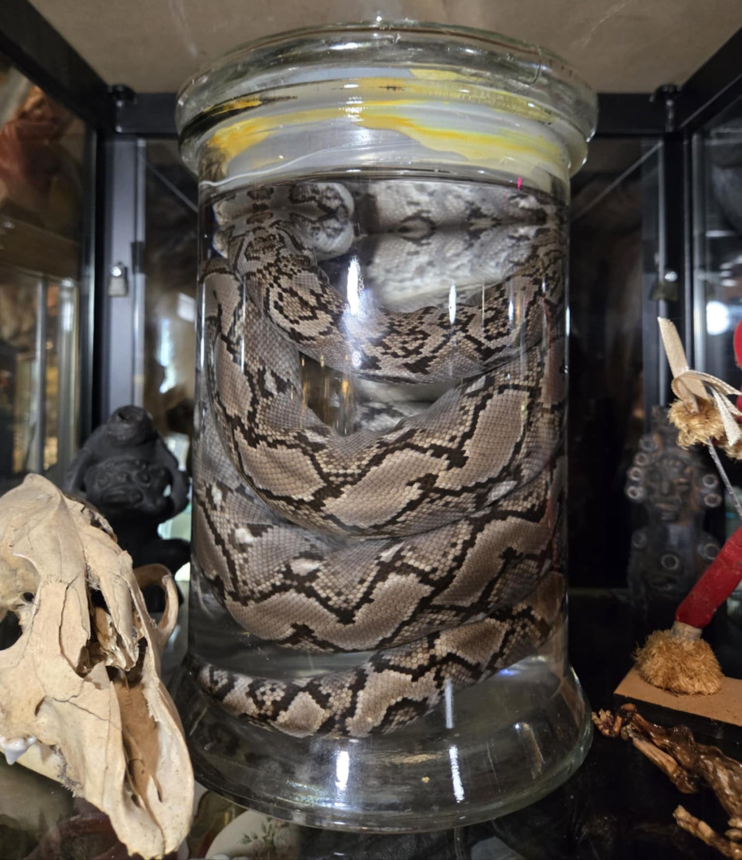 Wet specimen serpent dans le formol