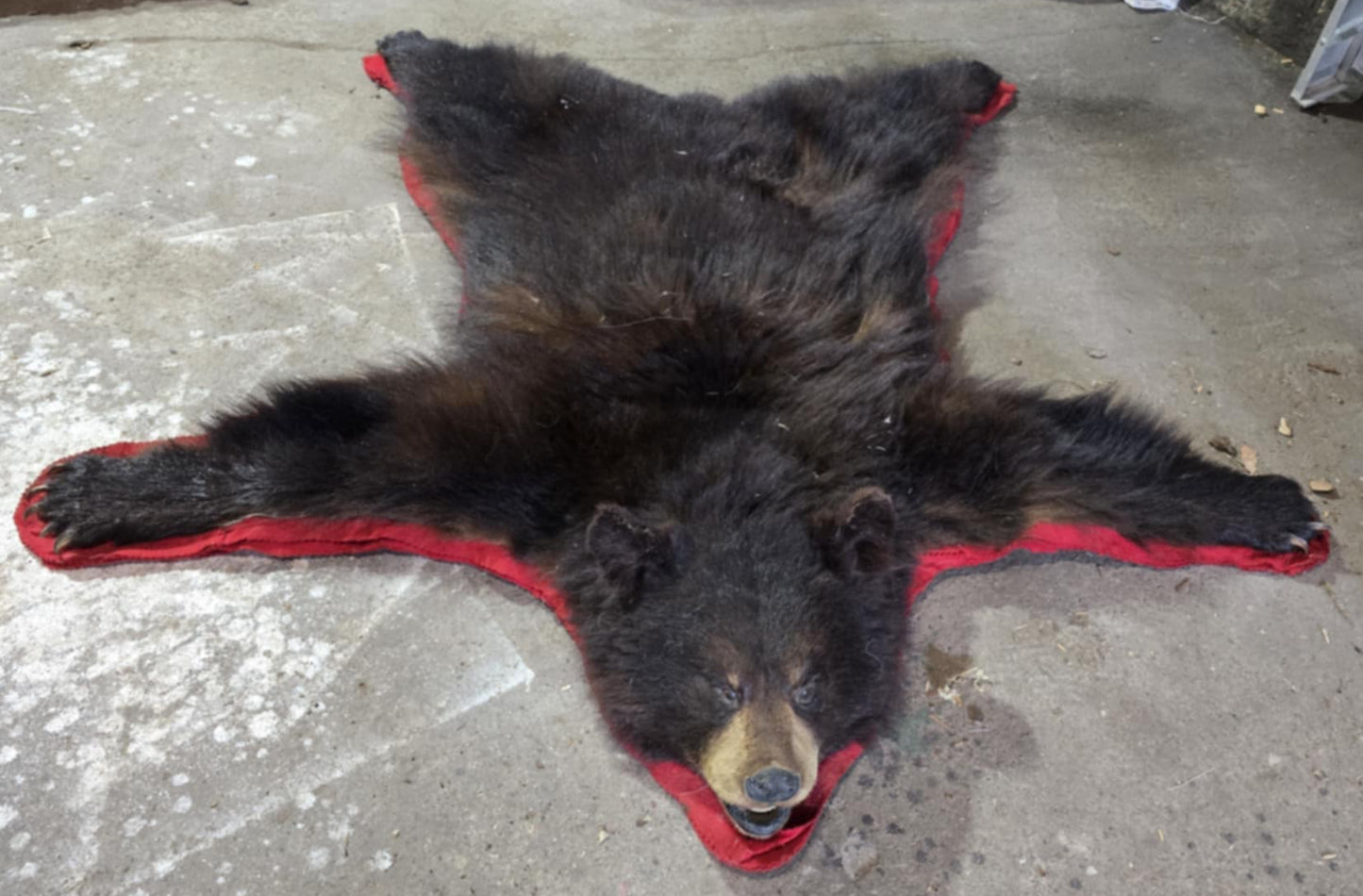 Taxidermie peau d'ours complète