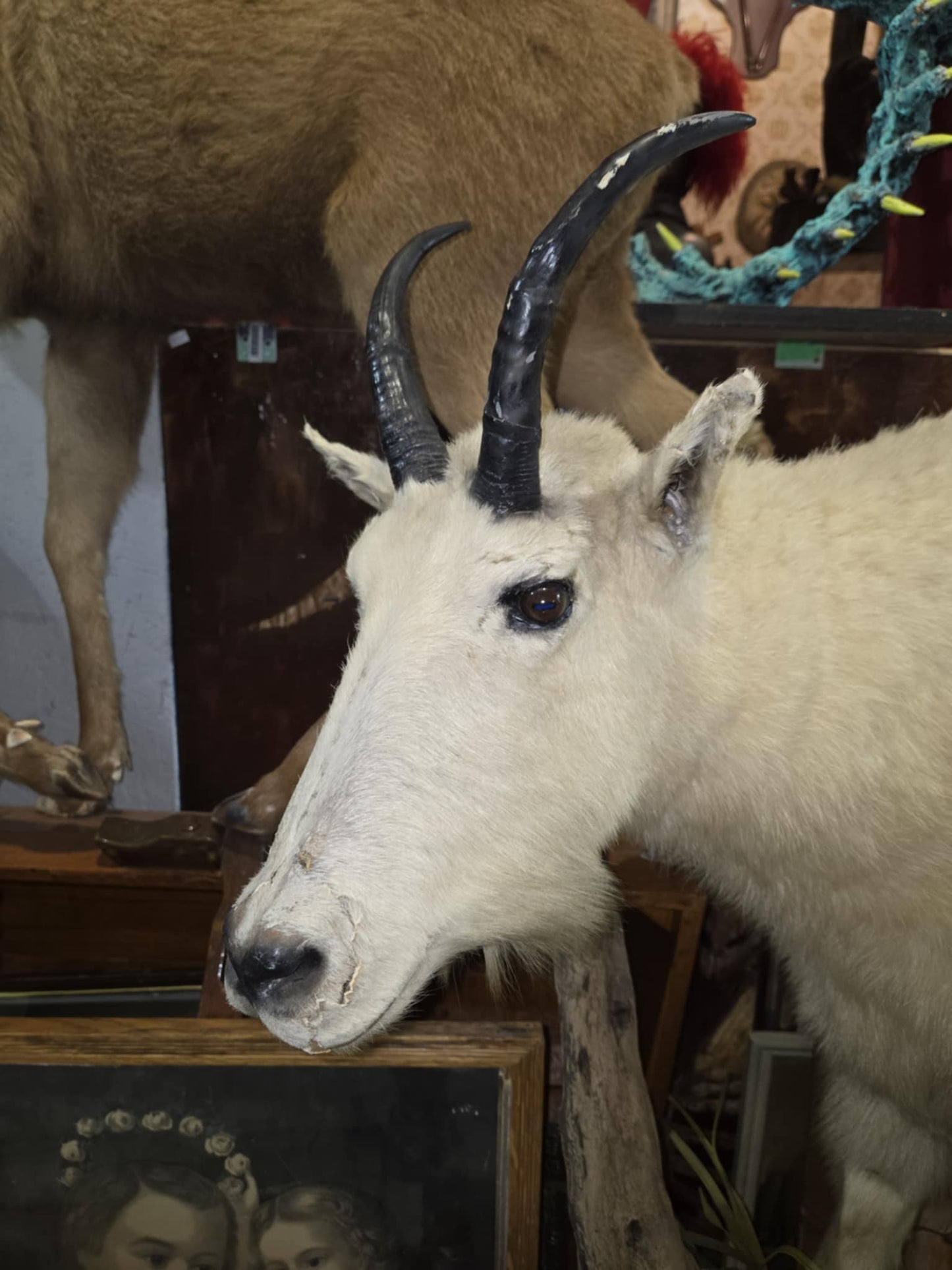 Taxidermie chèvre des montagnes.
