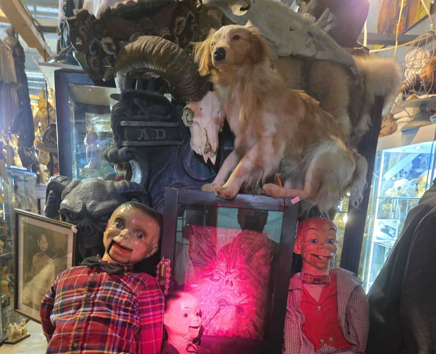 Taxidermie petit chien européen