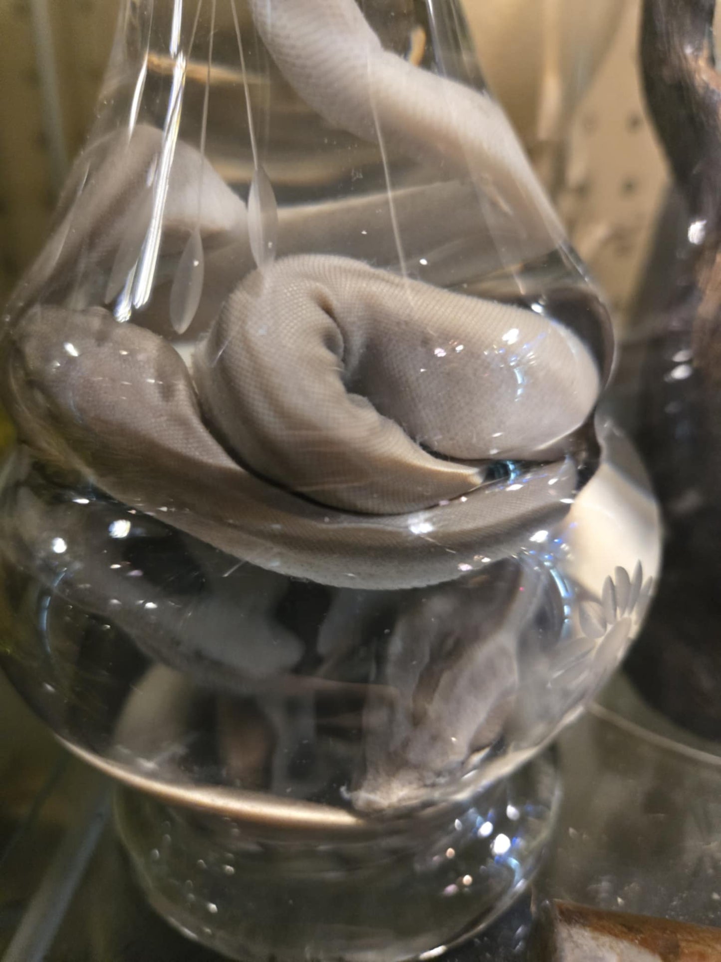 Wet specimen serpent dans un vase