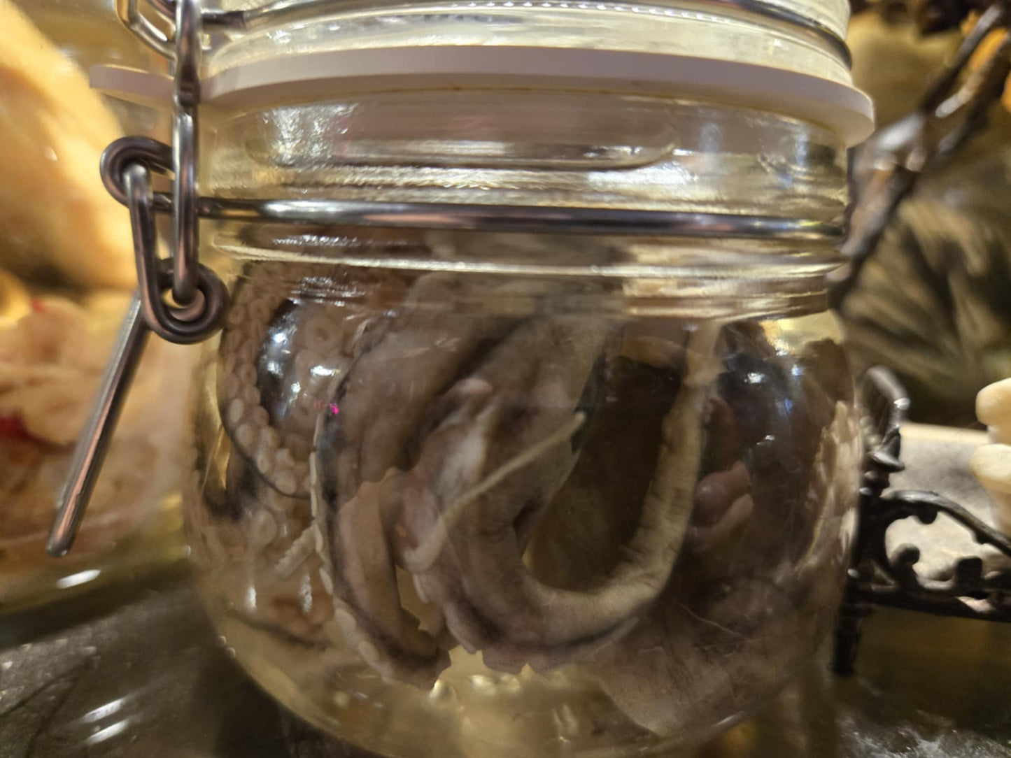 Poulpe naturalisé dans le formol