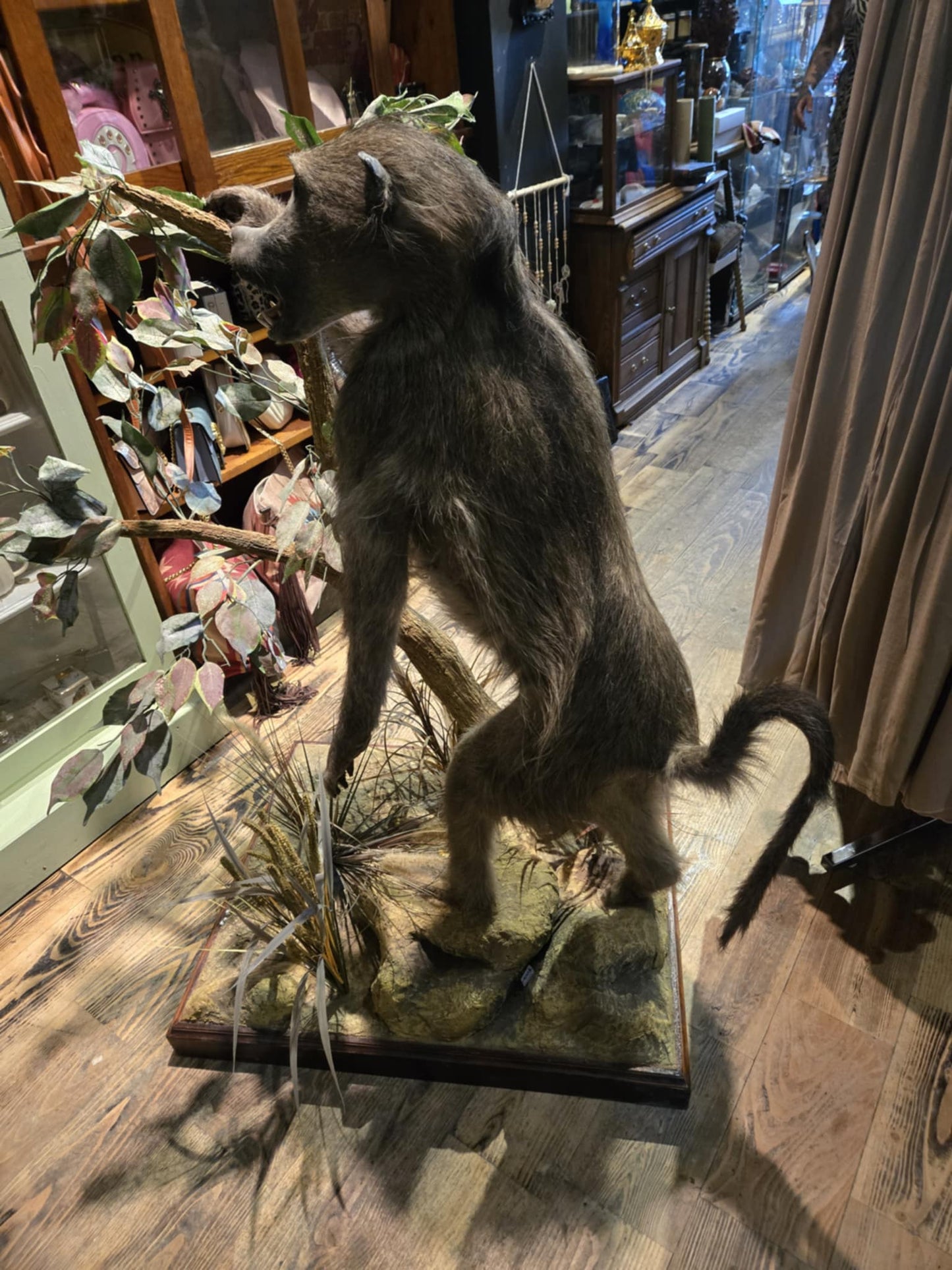 Taxidermie d'un babouin
