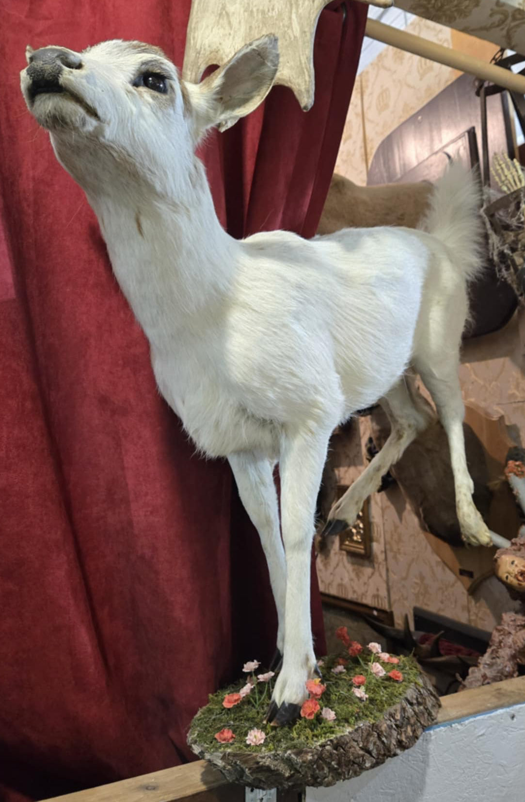 Taxidermie biche sur socle décoratif