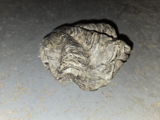 Fossile Huitre pétrifiée d'environ 150 millions d'années